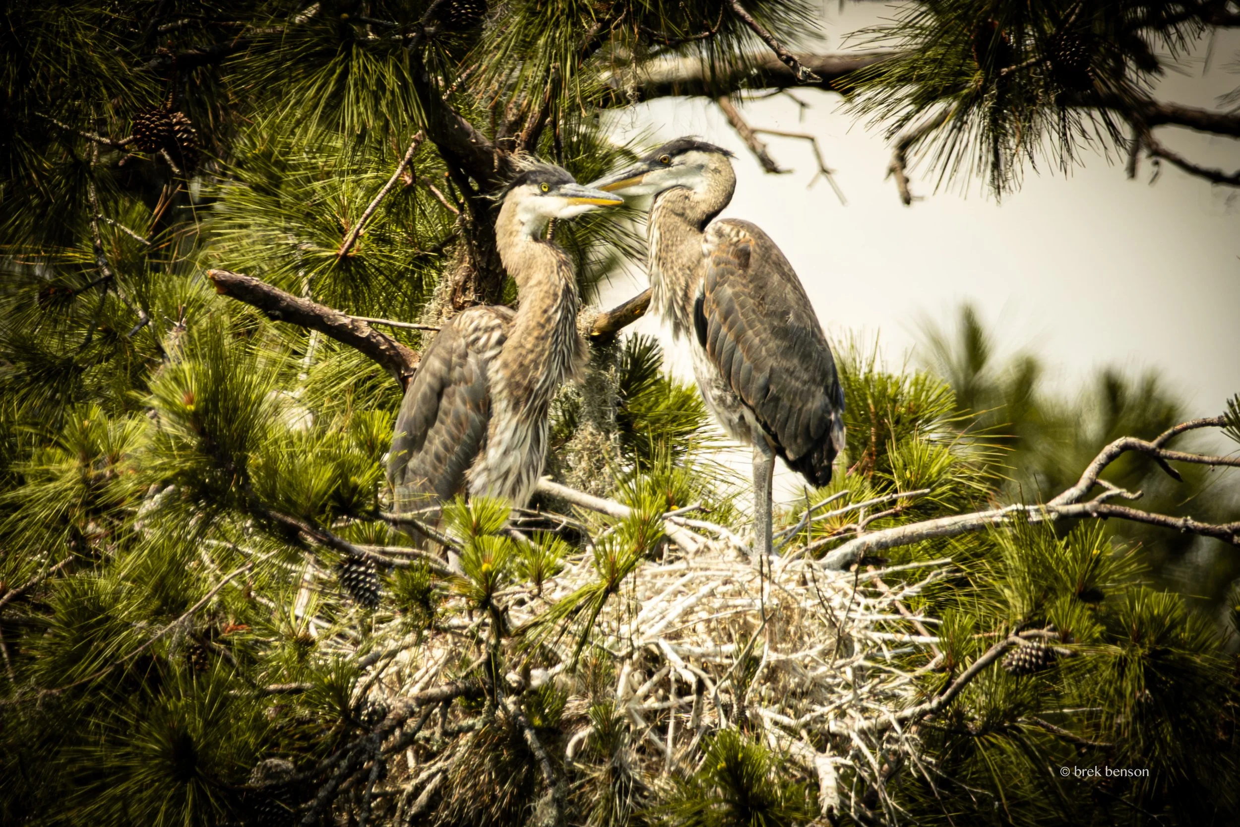 Blue Heron Chick Standing 90.jpg