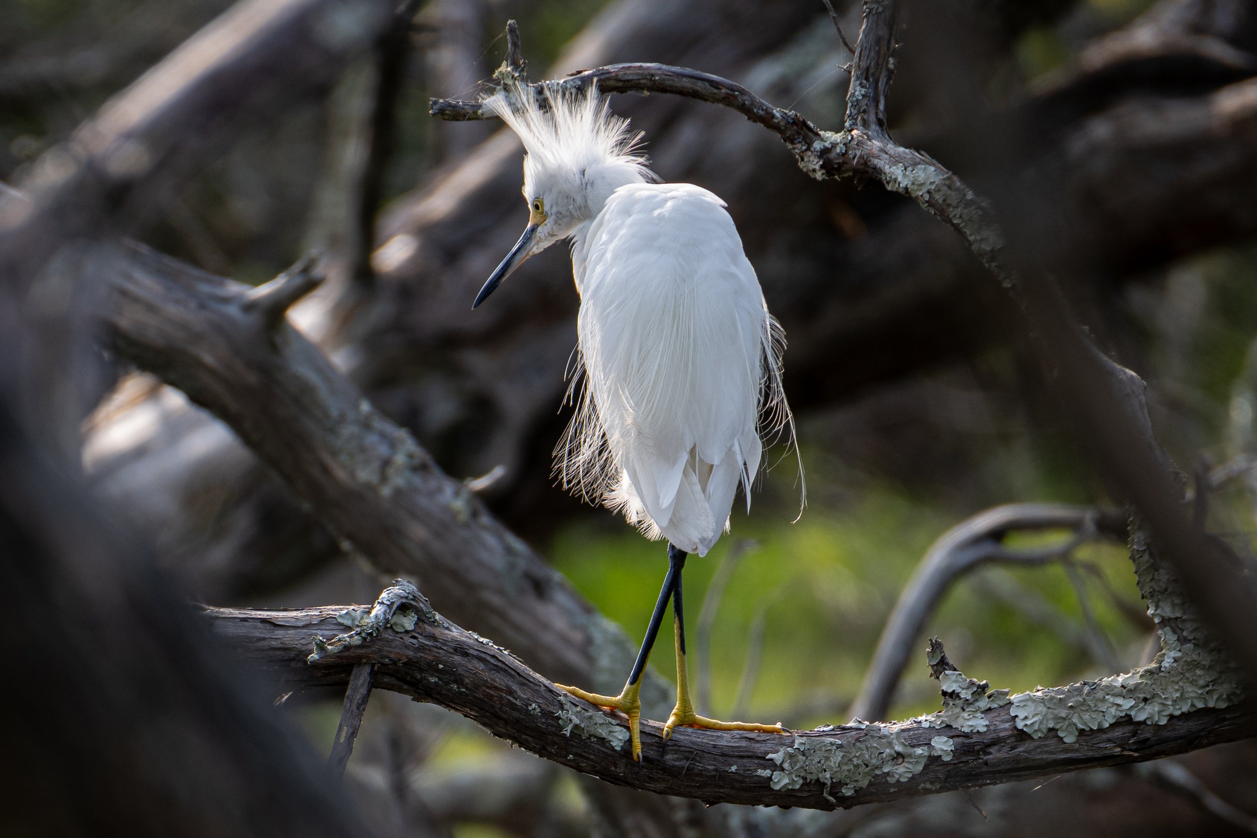 Snowy Egret bed head hair LG 300dpi-1.jpg