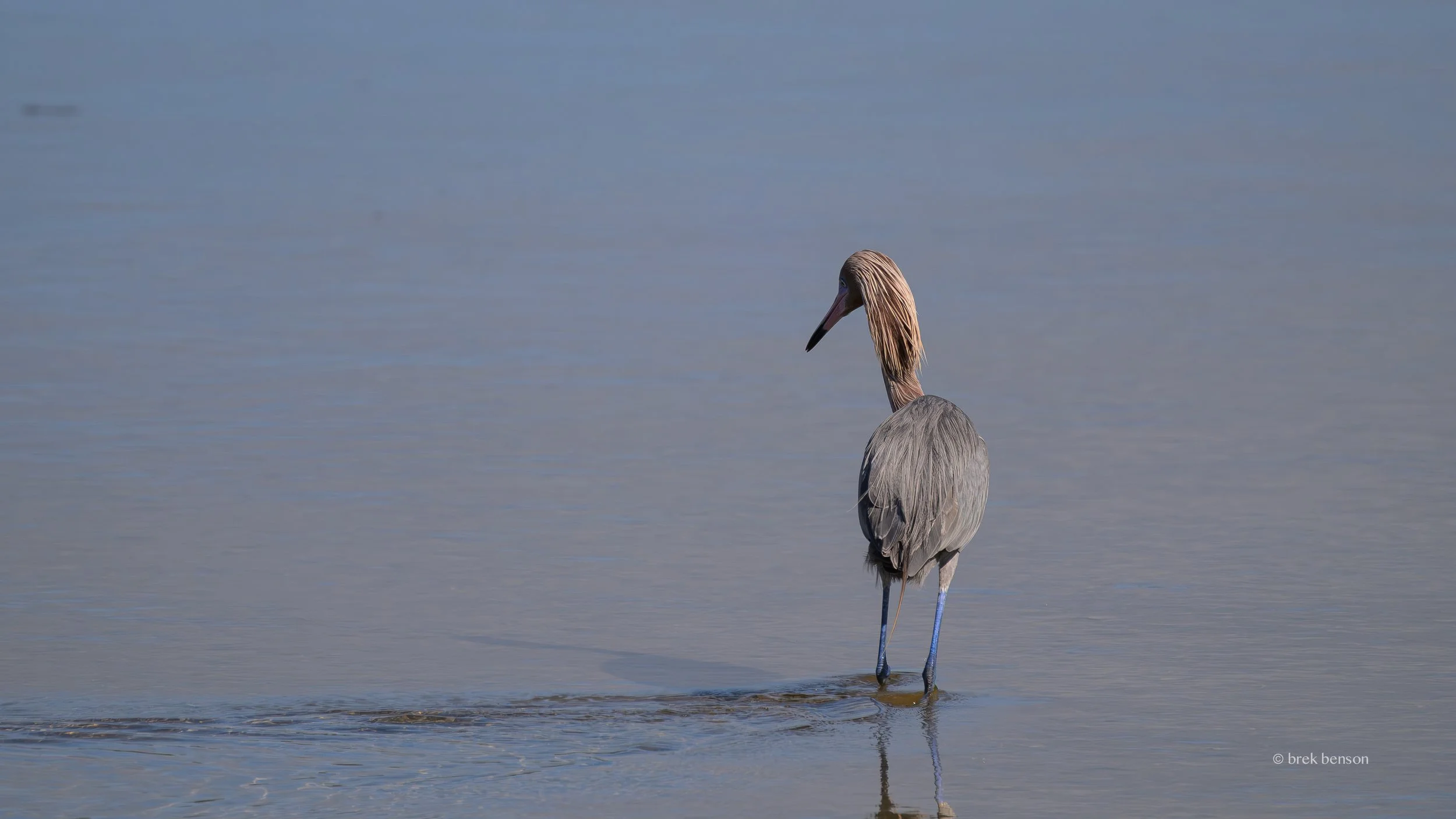 Reddish Egret Walking Mudflats 2026 300dpi.jpg