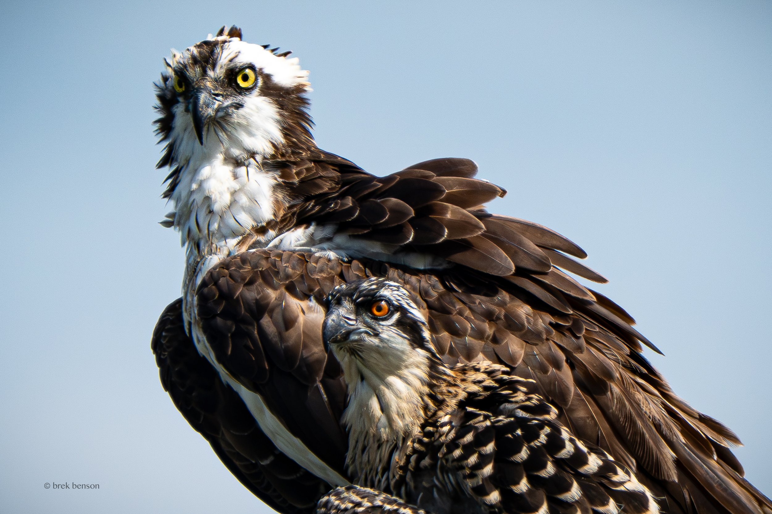 Osprey Epworth close up 2026 300dpi.jpg