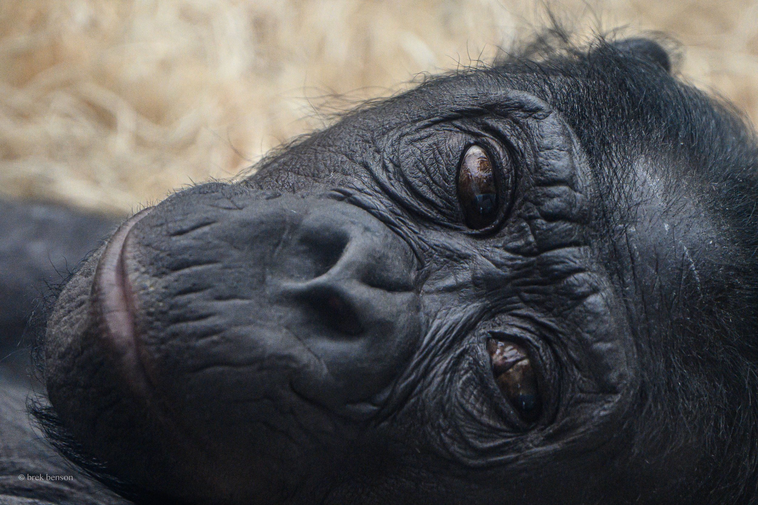 Bonobo Eye to Eye  300dpi.jpg