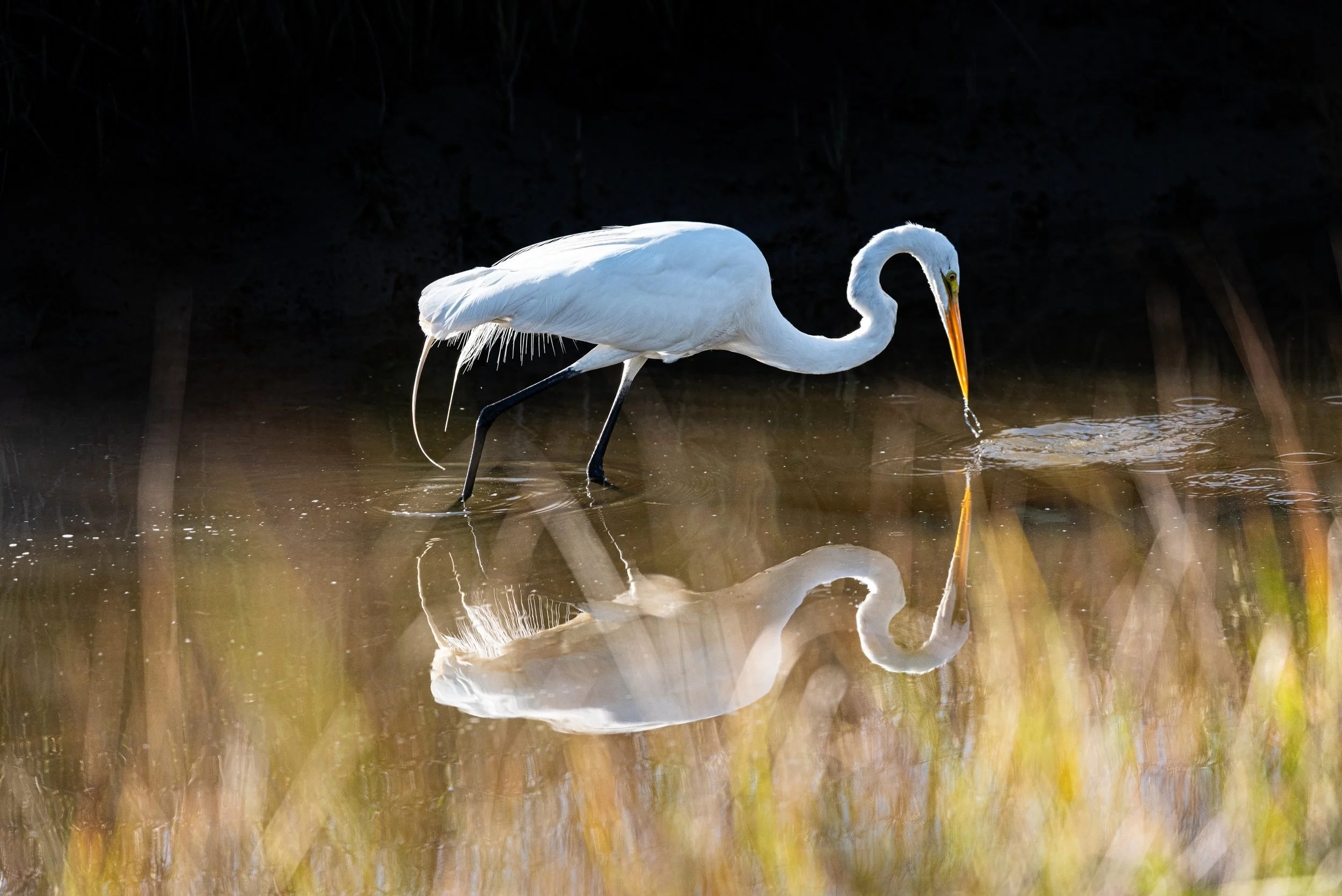 Great White Egret water drop LG 300dpi .jpg