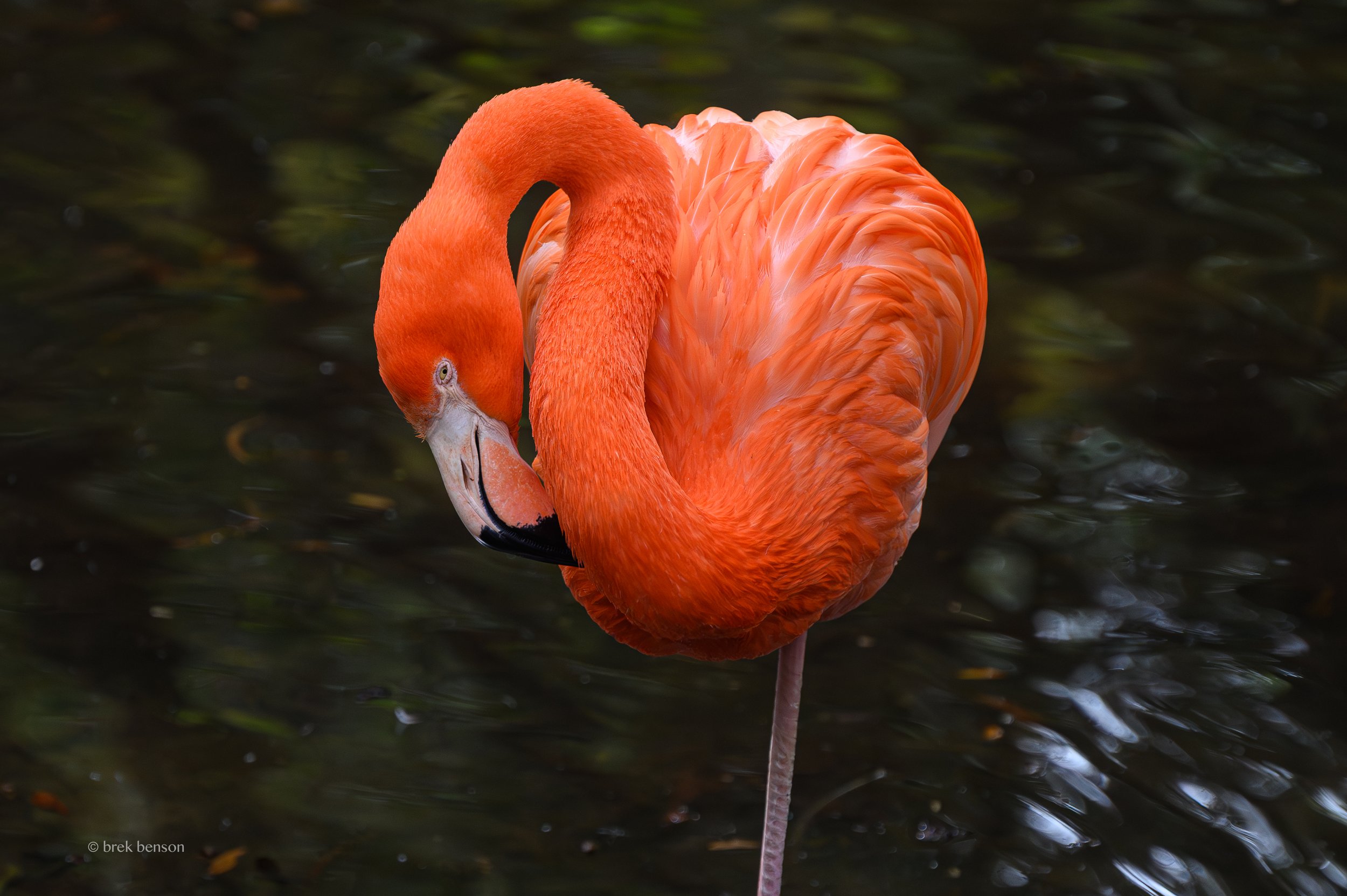Flamingo Single leg 300dpi.jpg