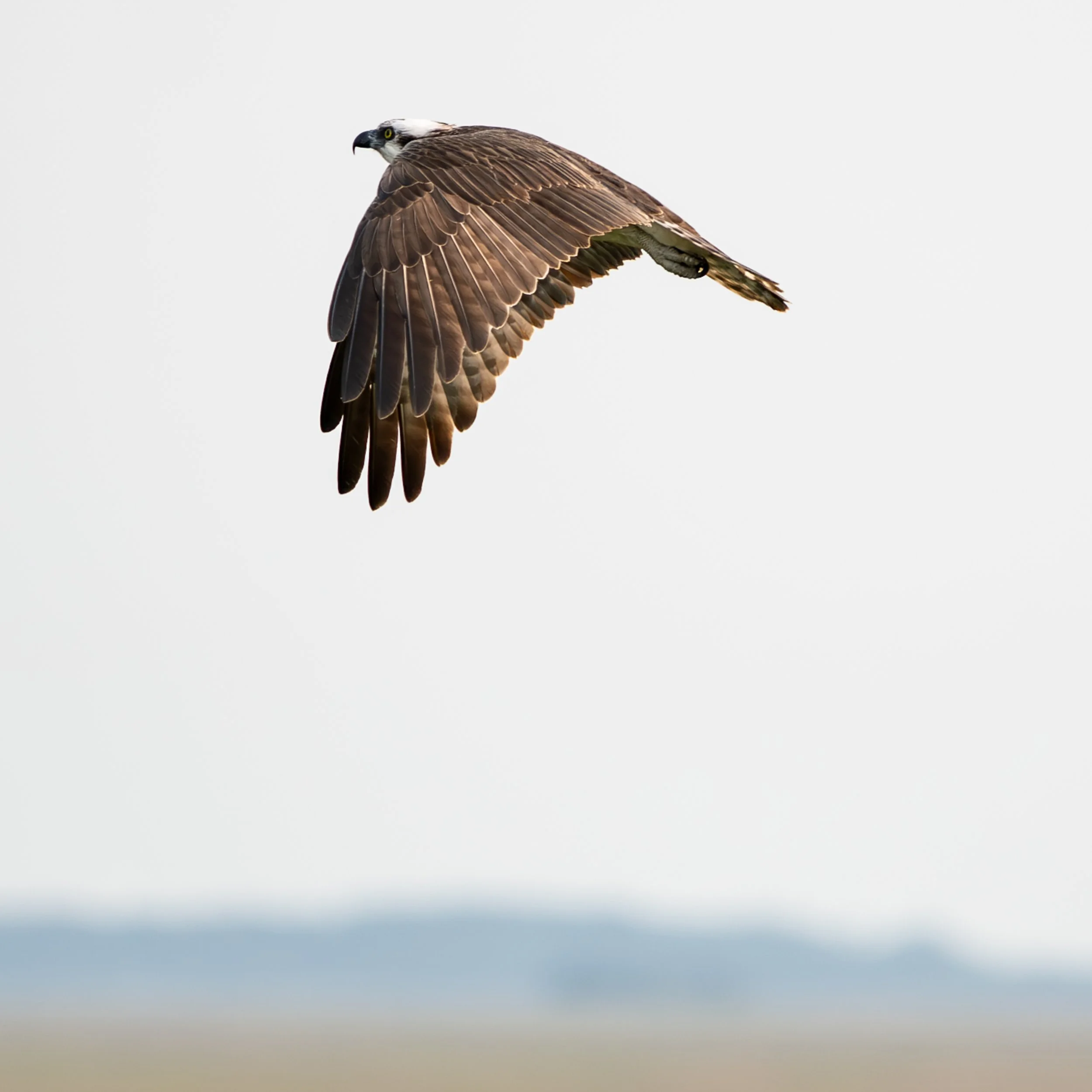 Osprey closed wings  LG 300dpi .jpg