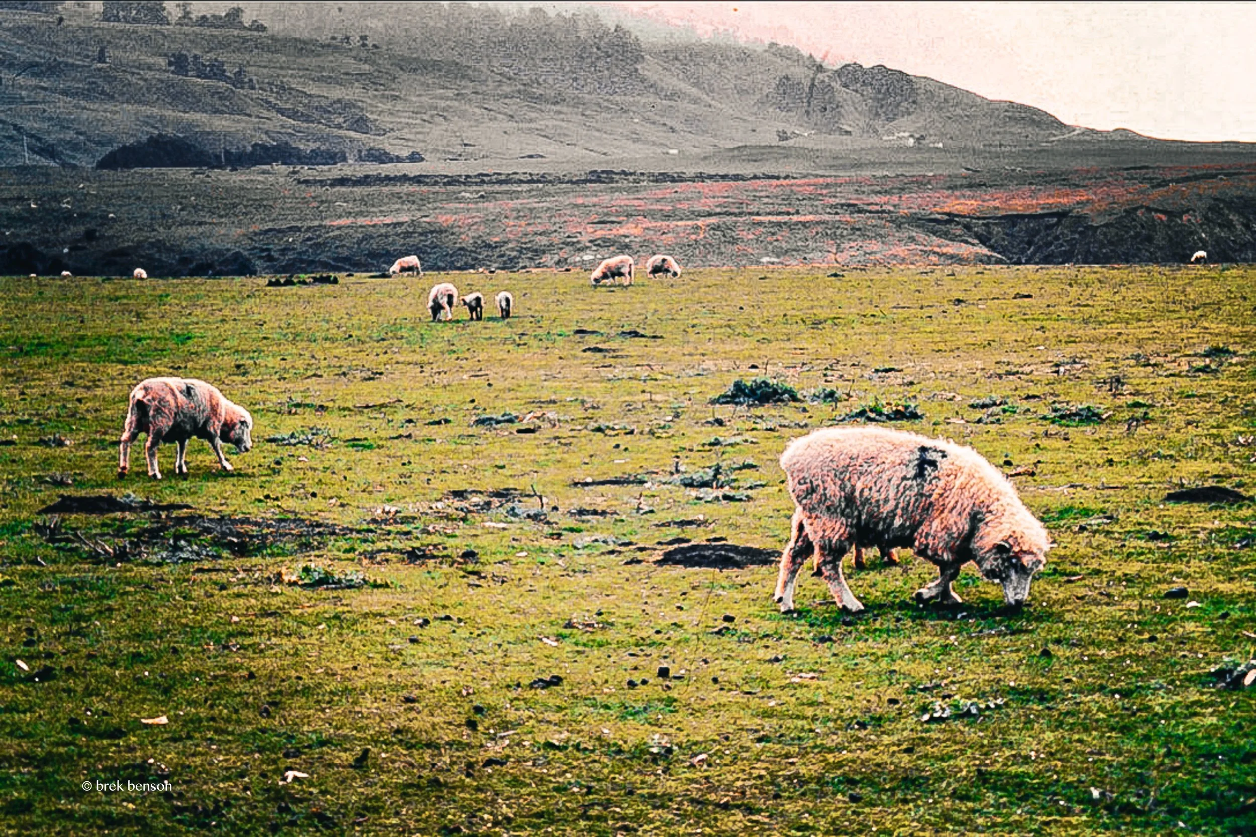 California sheep  300dpi.jpg