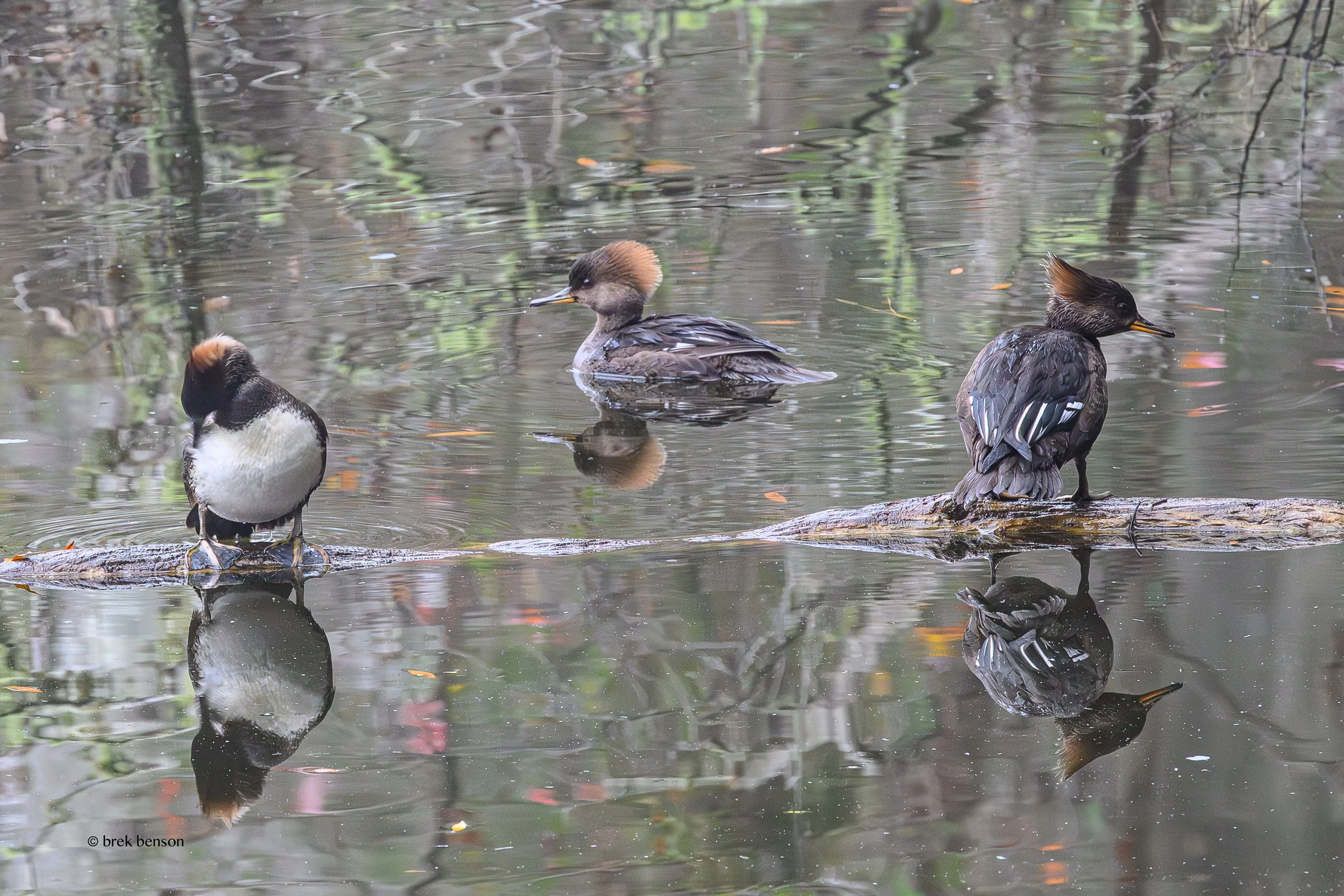 Merganser group 300dpi.jpg