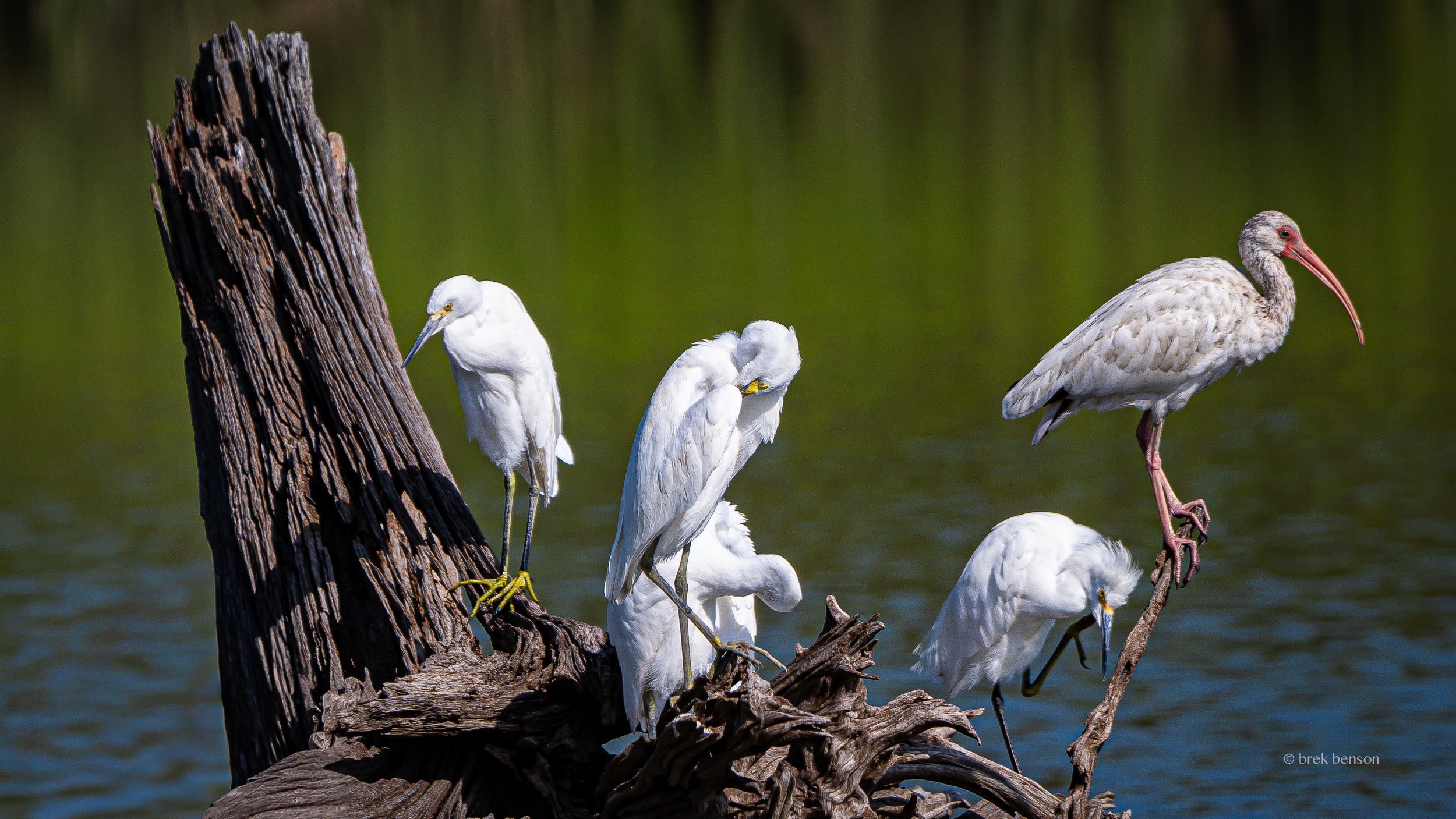 Driftwood sunbathers  LG 300dpi.jpg
