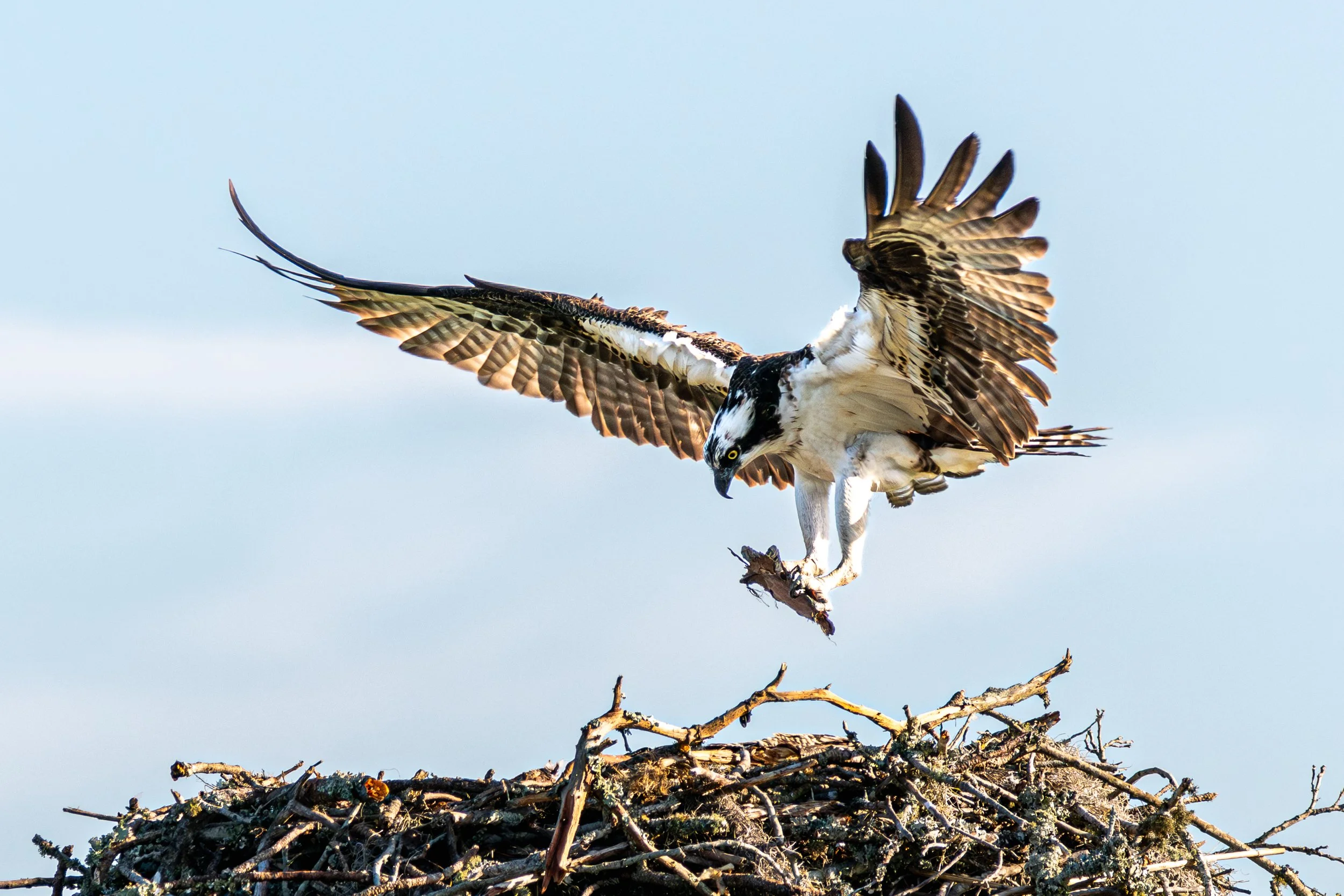 Osprey nest building LG 300dpi .jpg