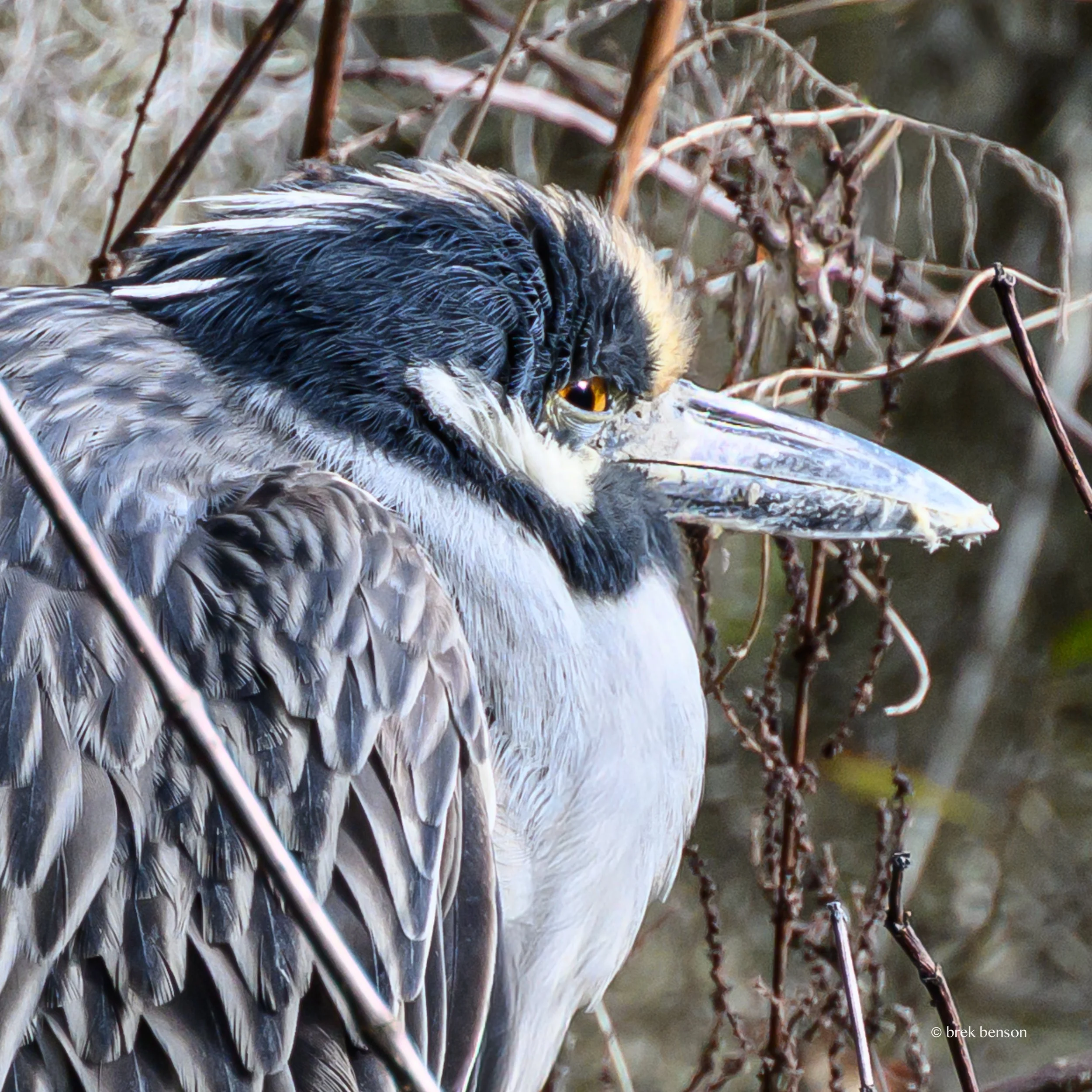 Yellow crowned Heron close up  LG 300dpi.jpg