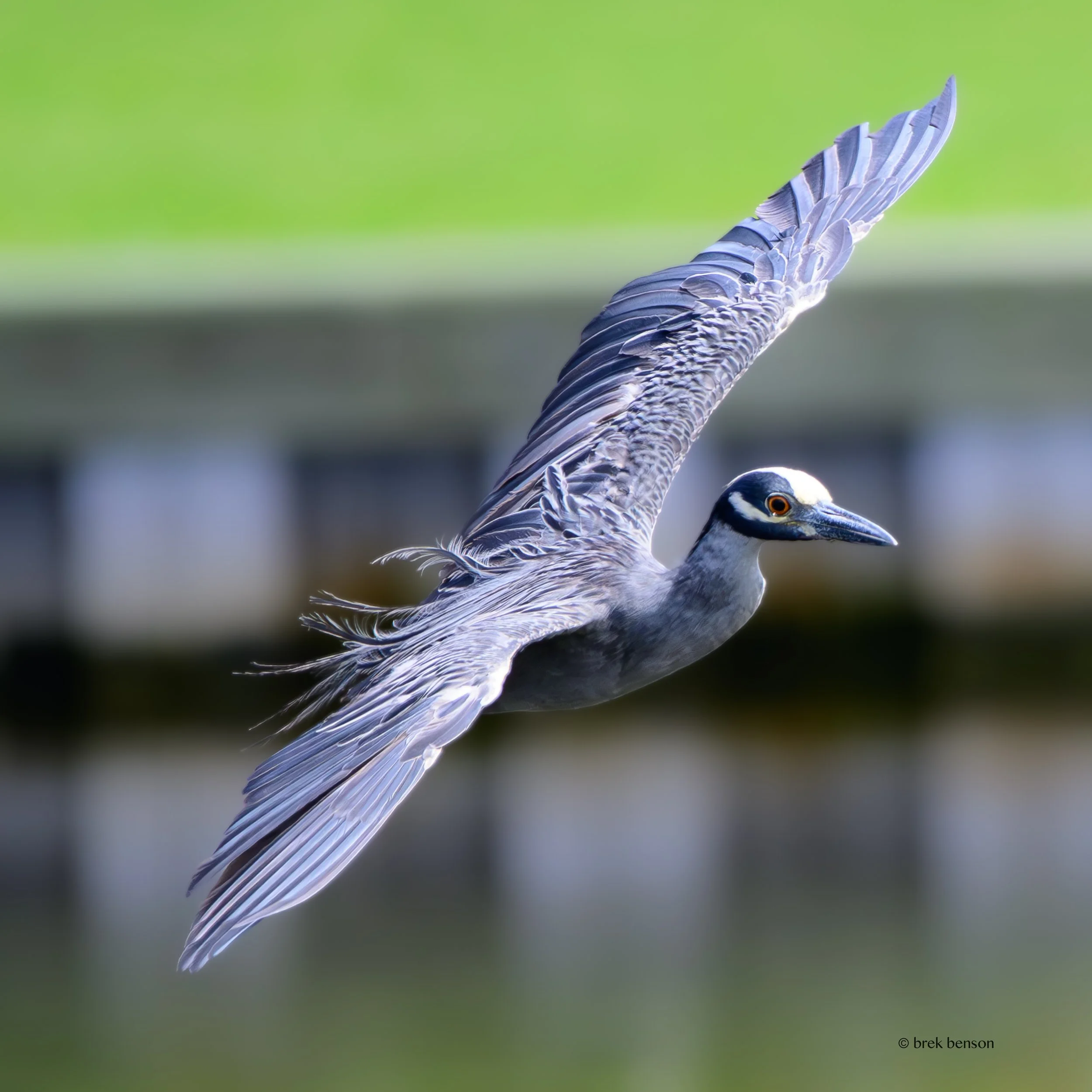 Yellow-crowned Night Heron Sea Palms 2026 300dpi-2.jpg