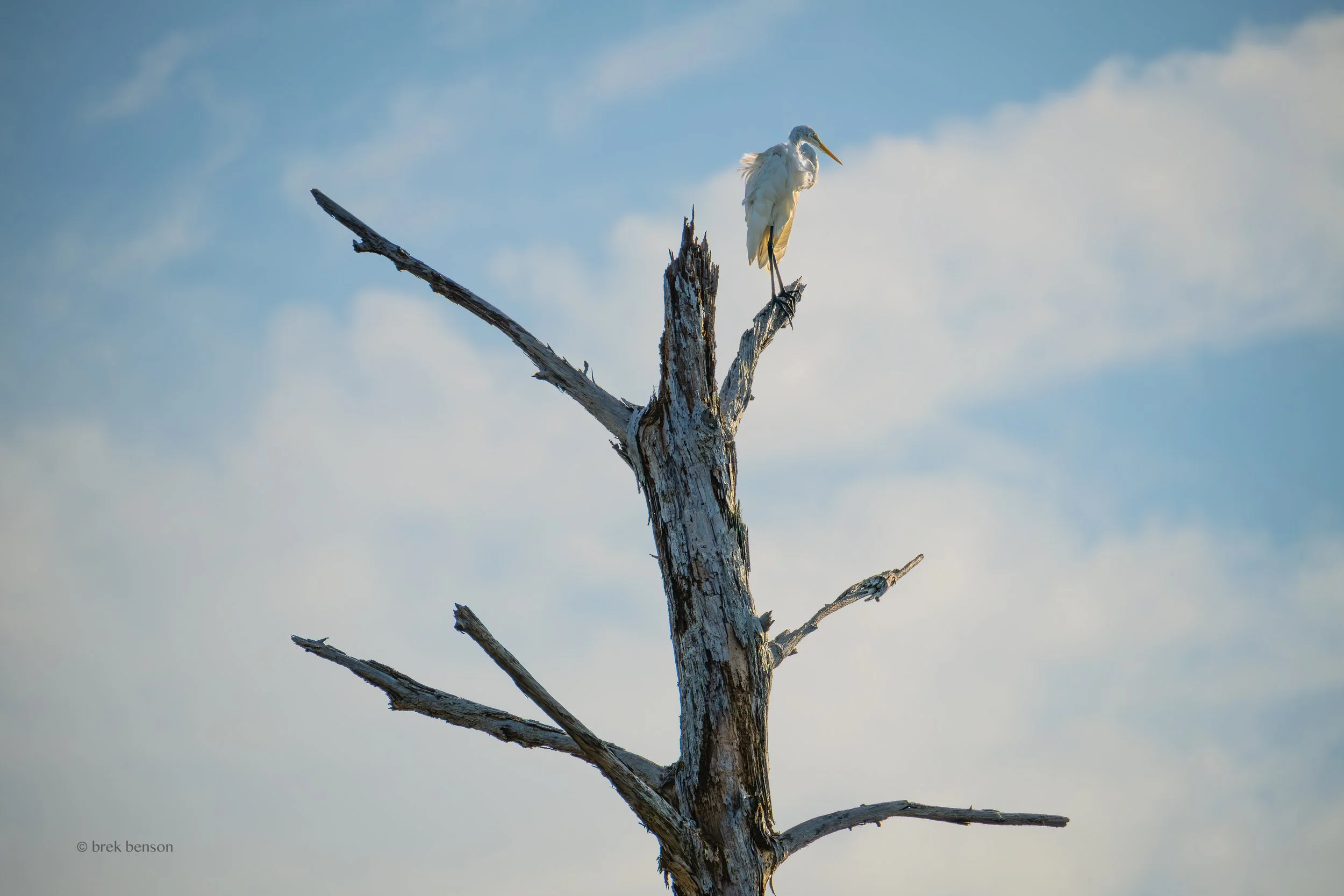 Great White Egret on single tree Jekyll Island -2.jpg