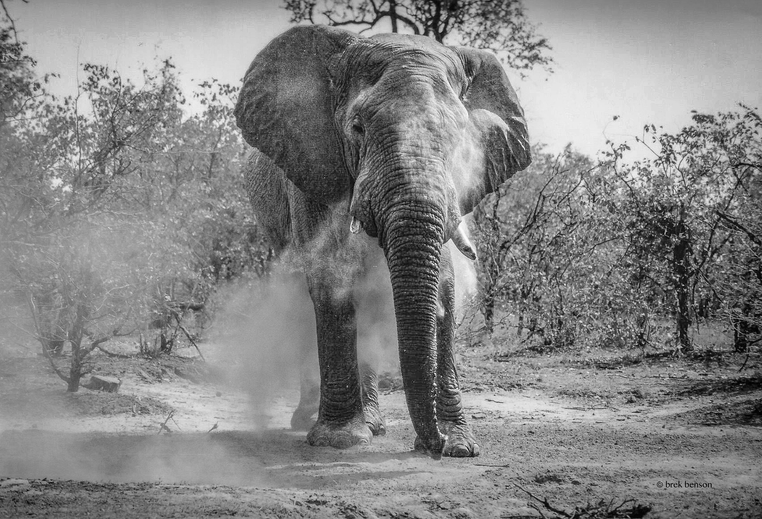 African Elephant B&W 300dpi film.jpg