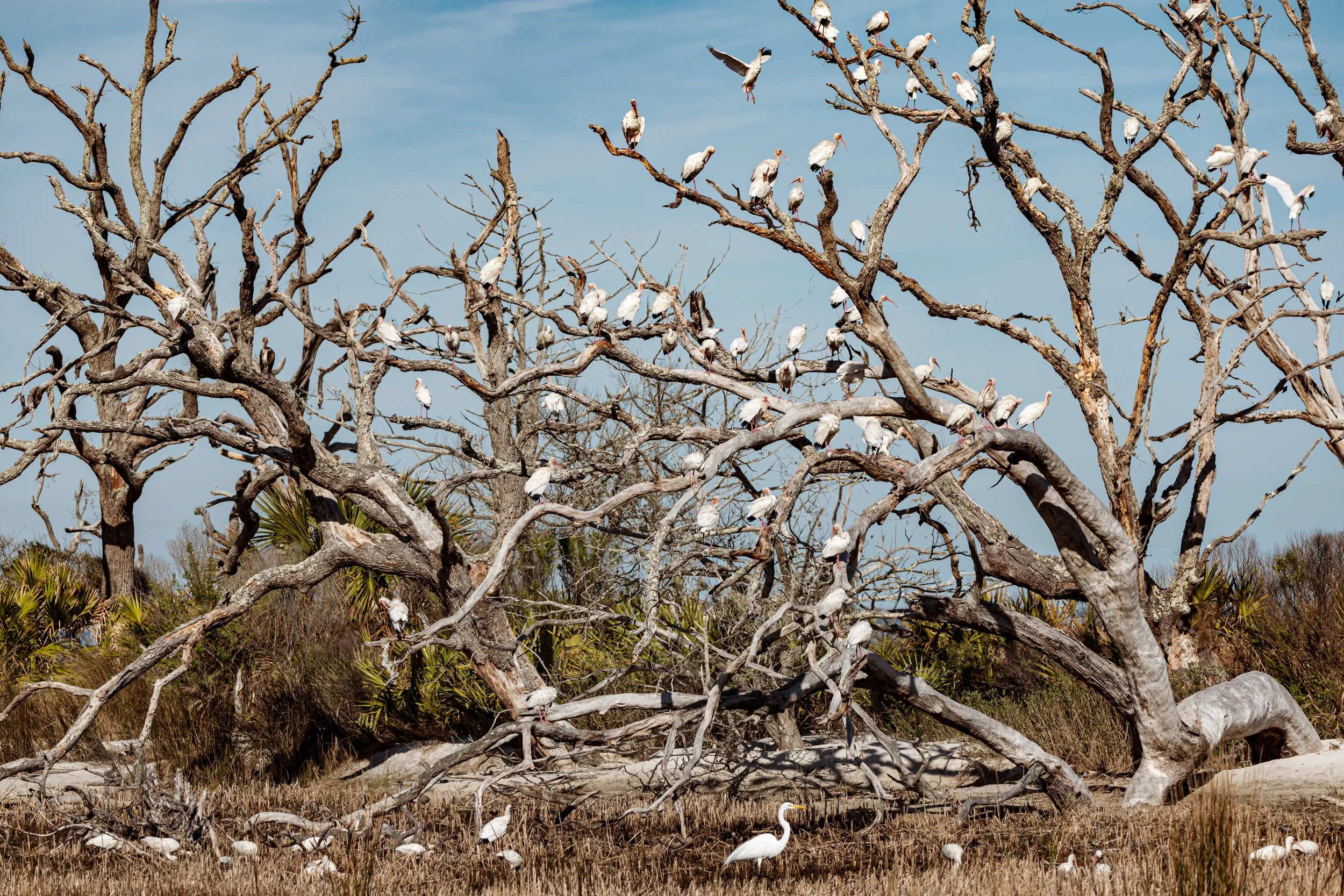Bird gathering in trees LG 300dpi .jpg