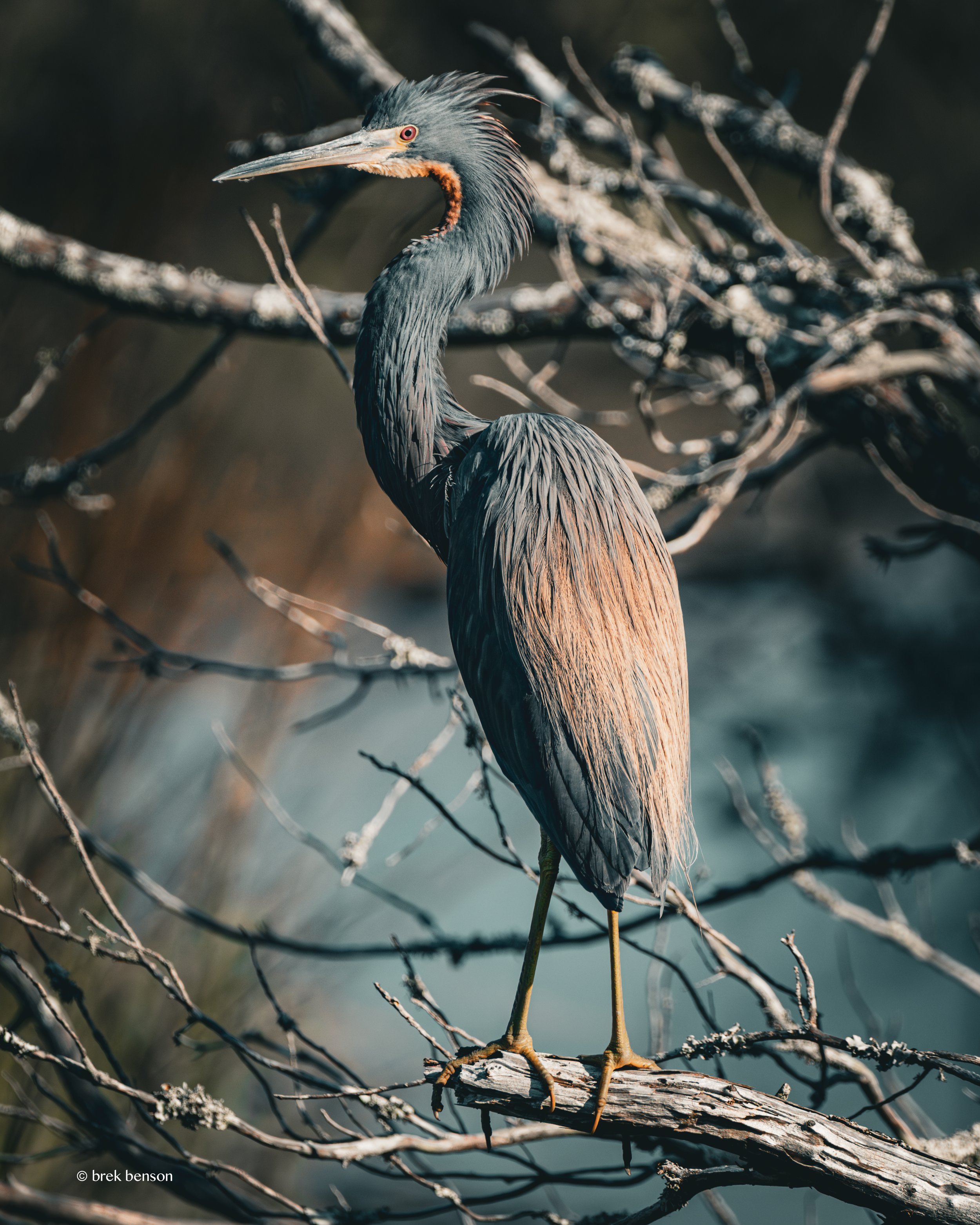 Blue Heron golden hour Jekyll 300dpi.jpg