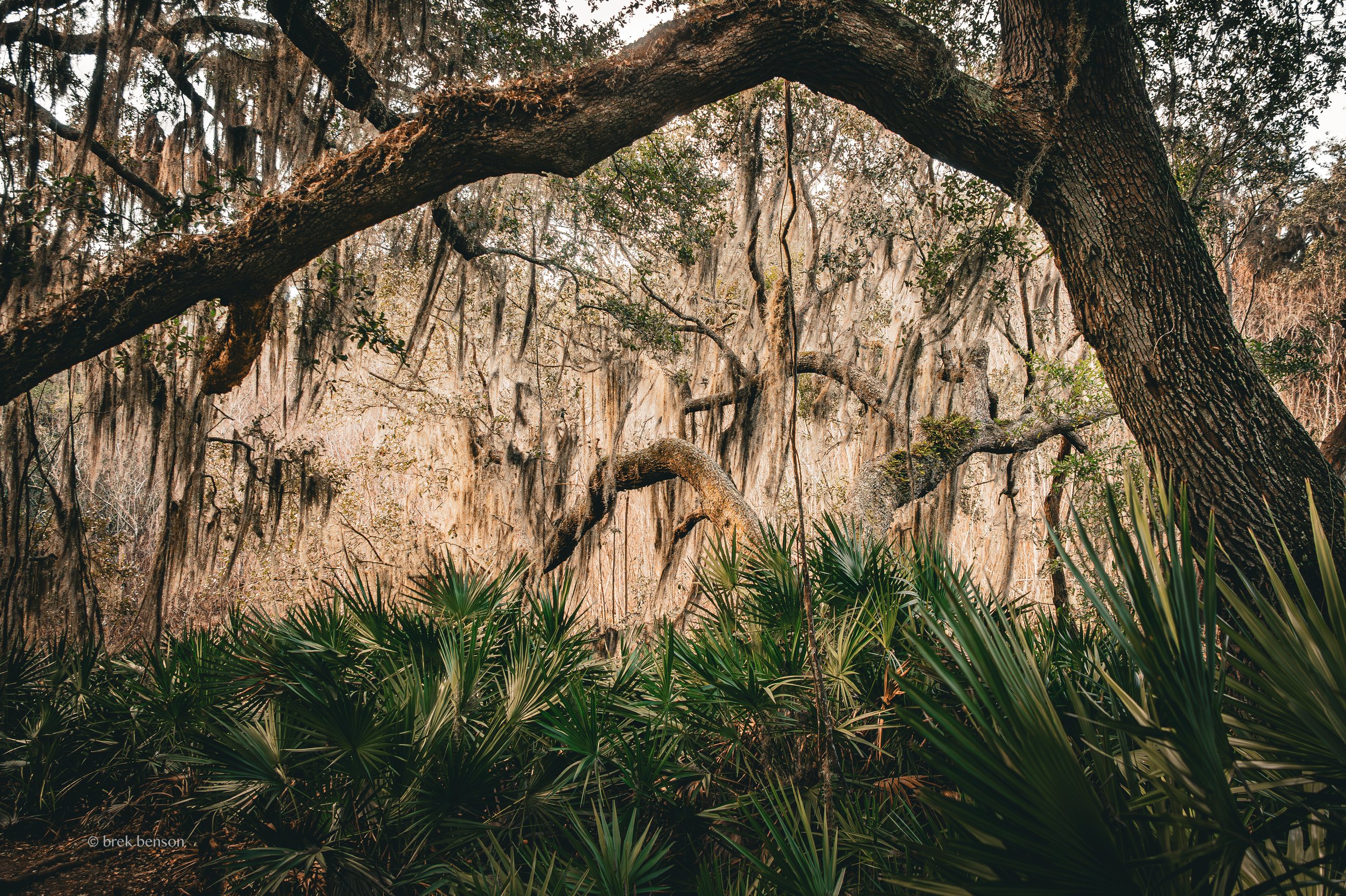 Jekyll Woodlands 300dpi.jpg