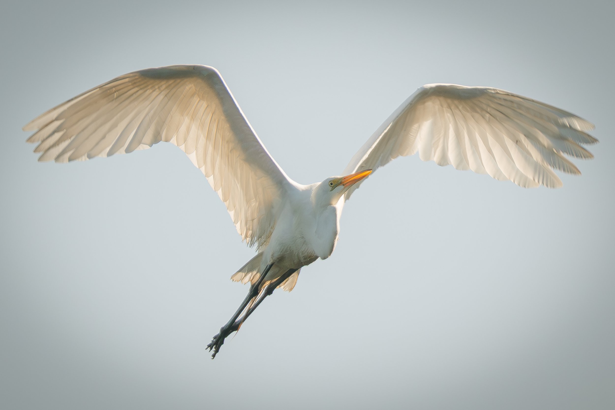 Egret sunlit LG 300dpi .jpg