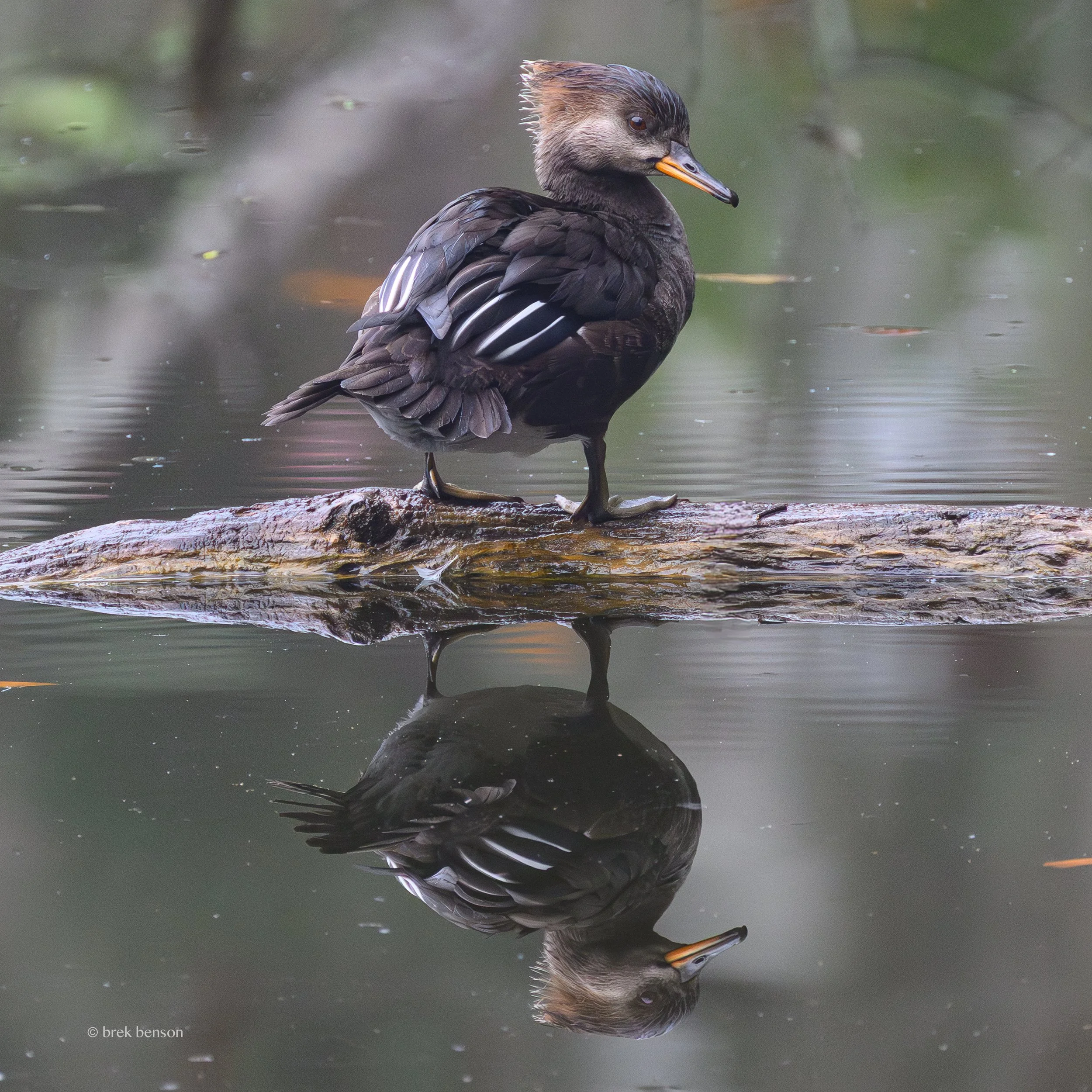 Merganser 300dpi.jpg