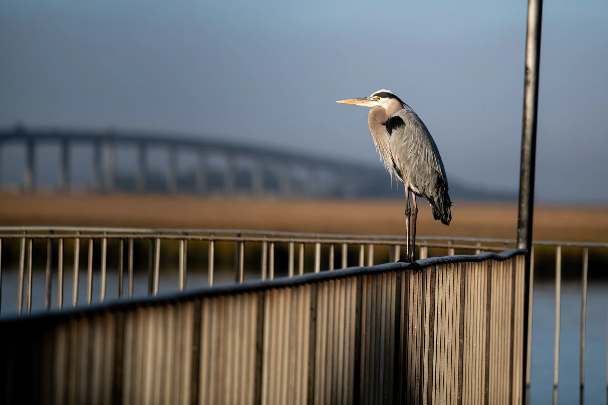 Great Blue Heron Epworth 300dpi VV.jpg