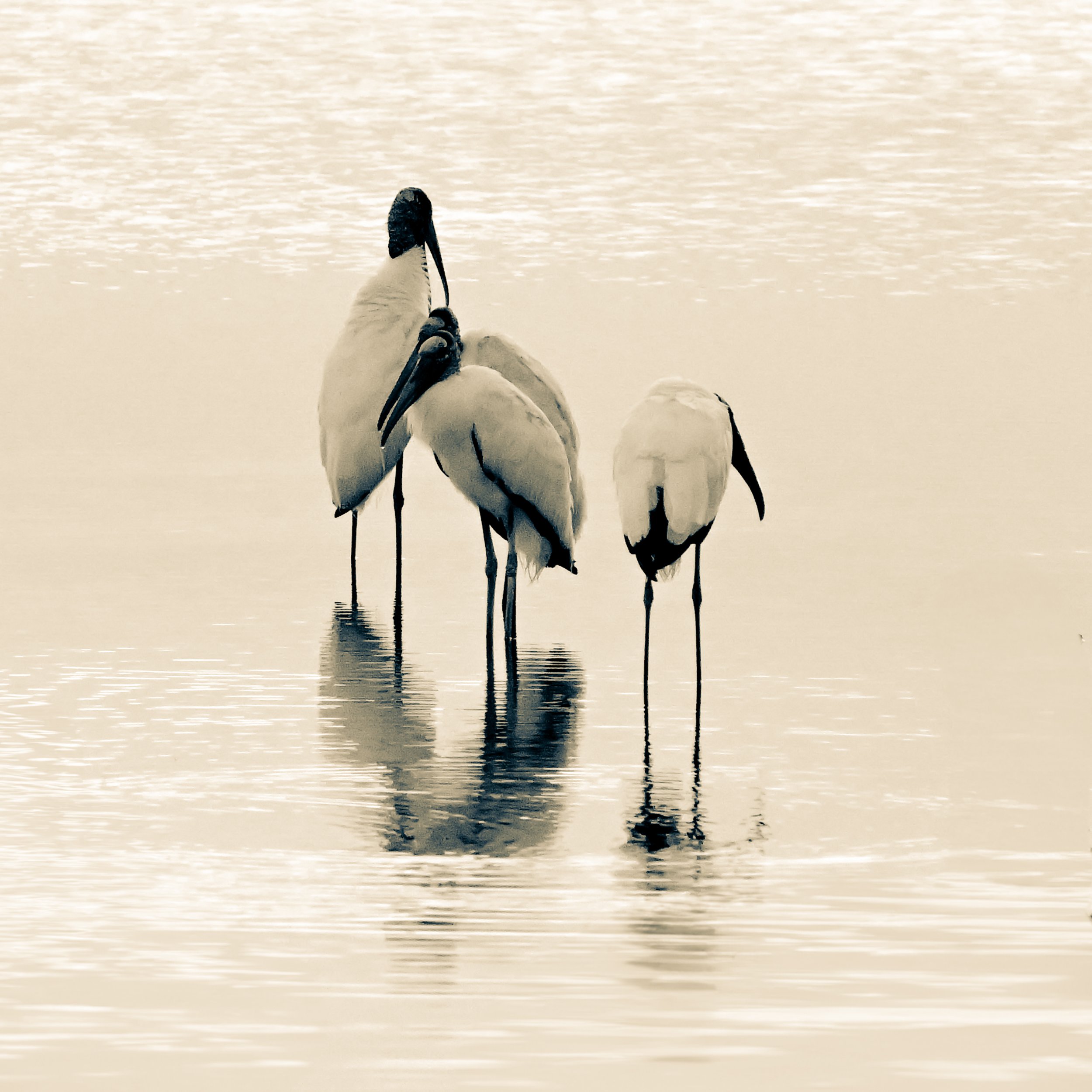 Woodstorks monochrome LG 300dpi .jpg