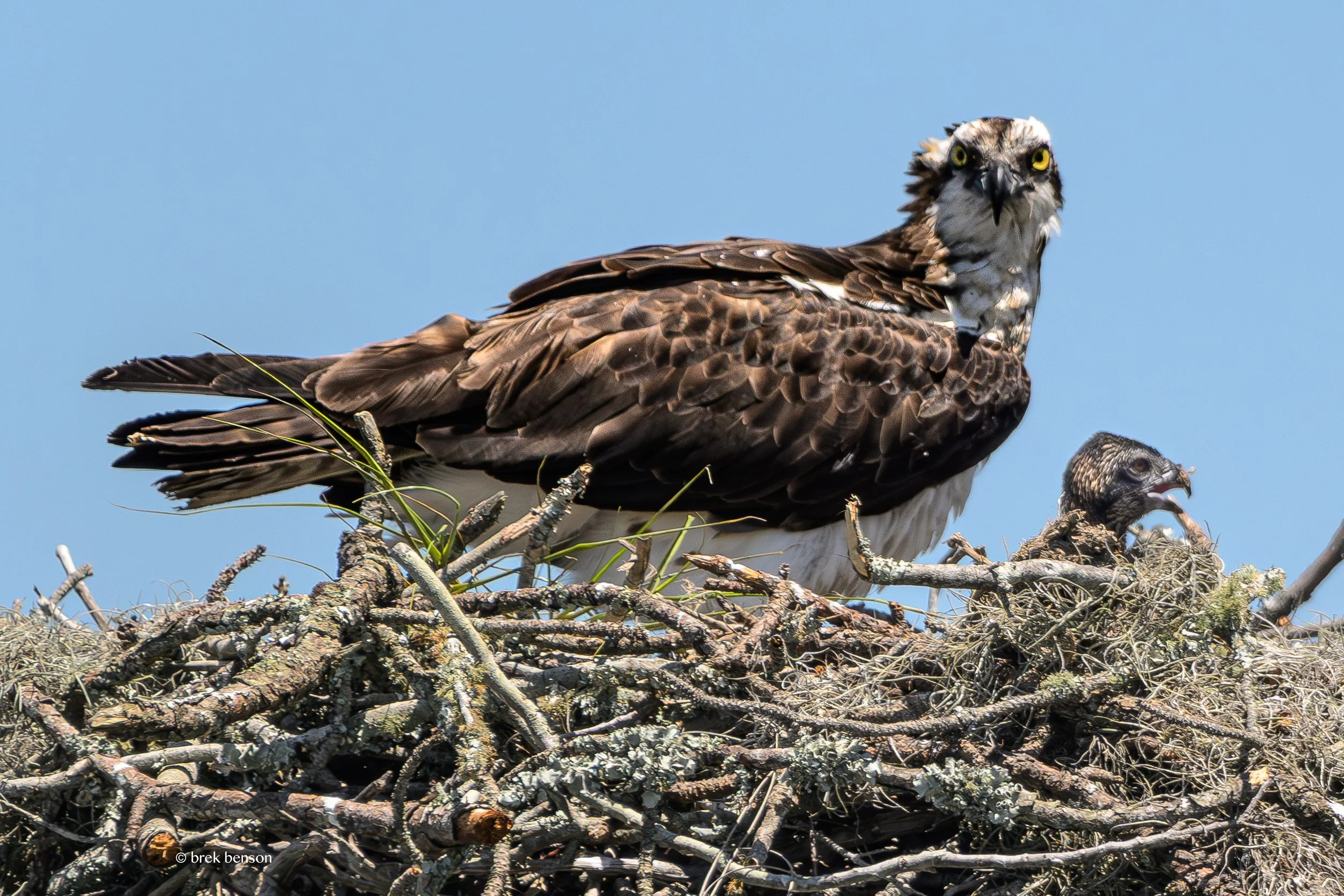 Osprey and chick Epworth 2026 300dpi.jpg