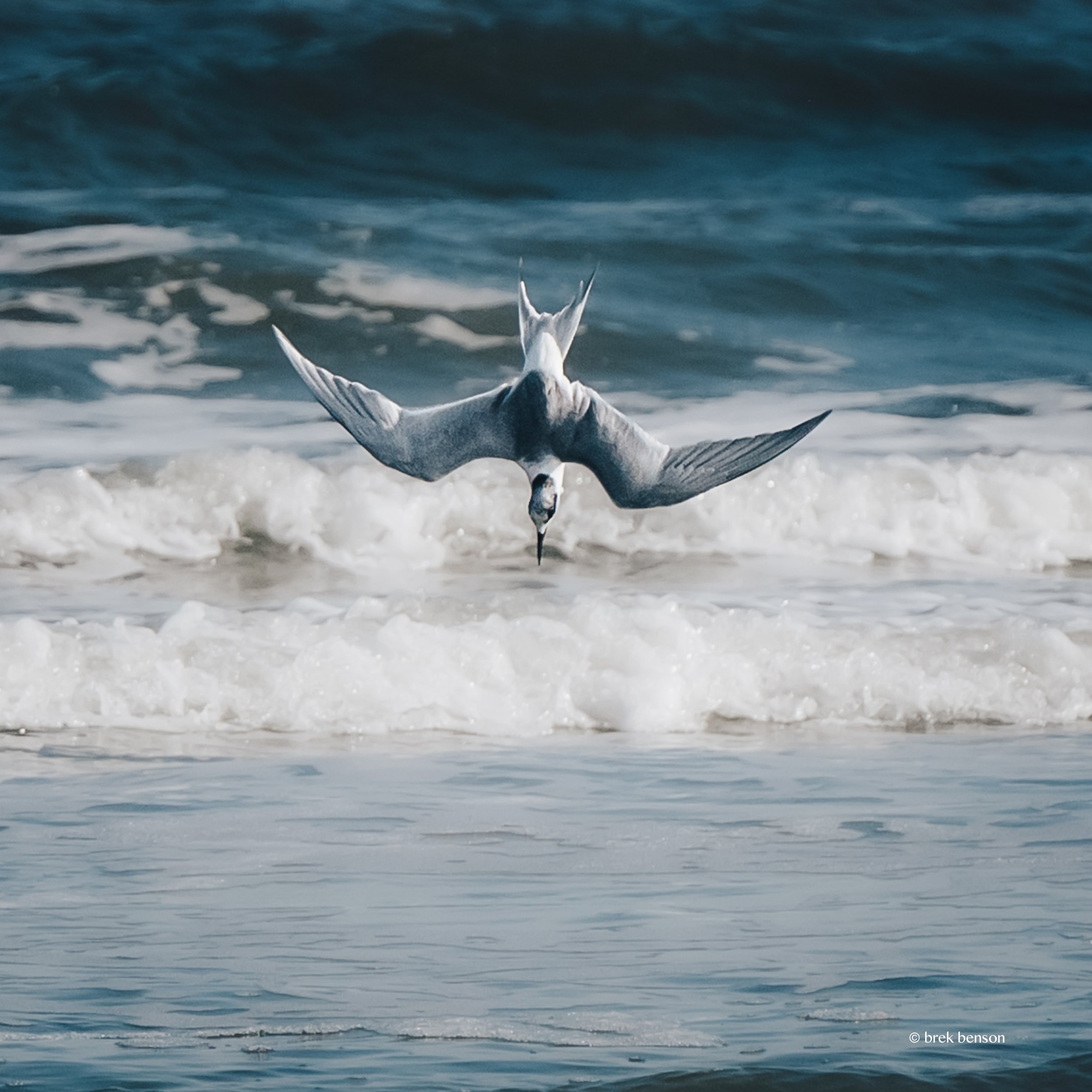 Surf fishing dive southbeach 300dpi.jpg