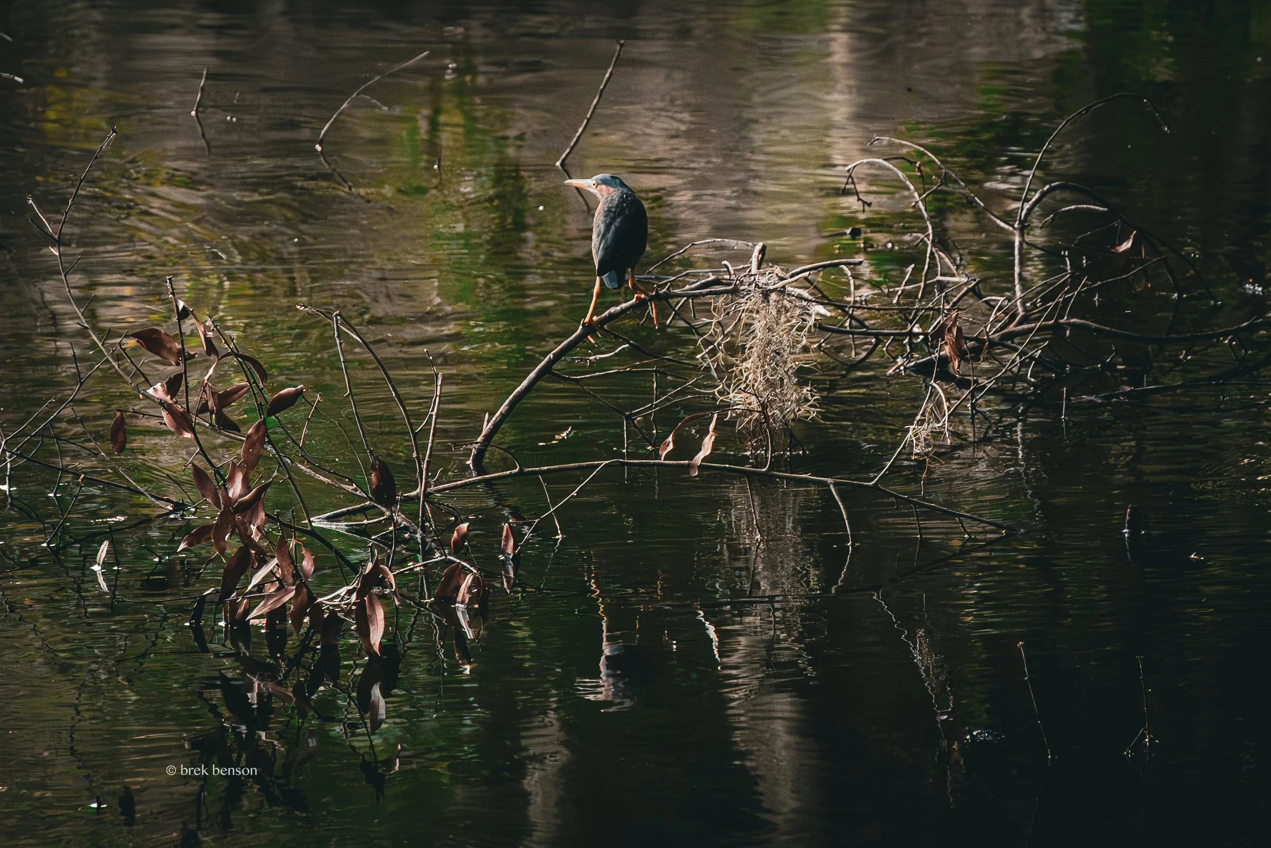 Green Heron looking left LM 300dpi .jpg