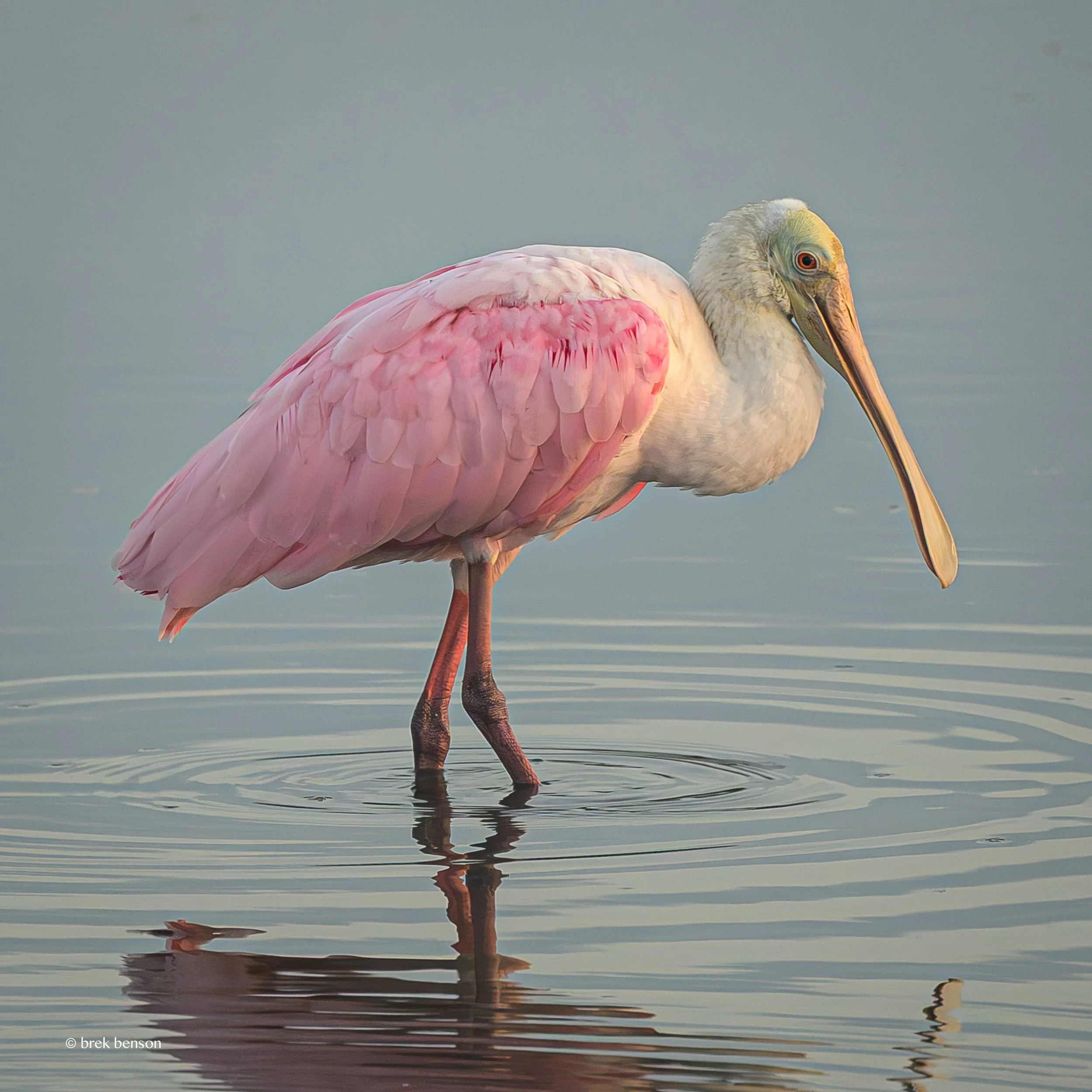 A Spoonbill morning at Harrington 1 300dpi-3.jpg