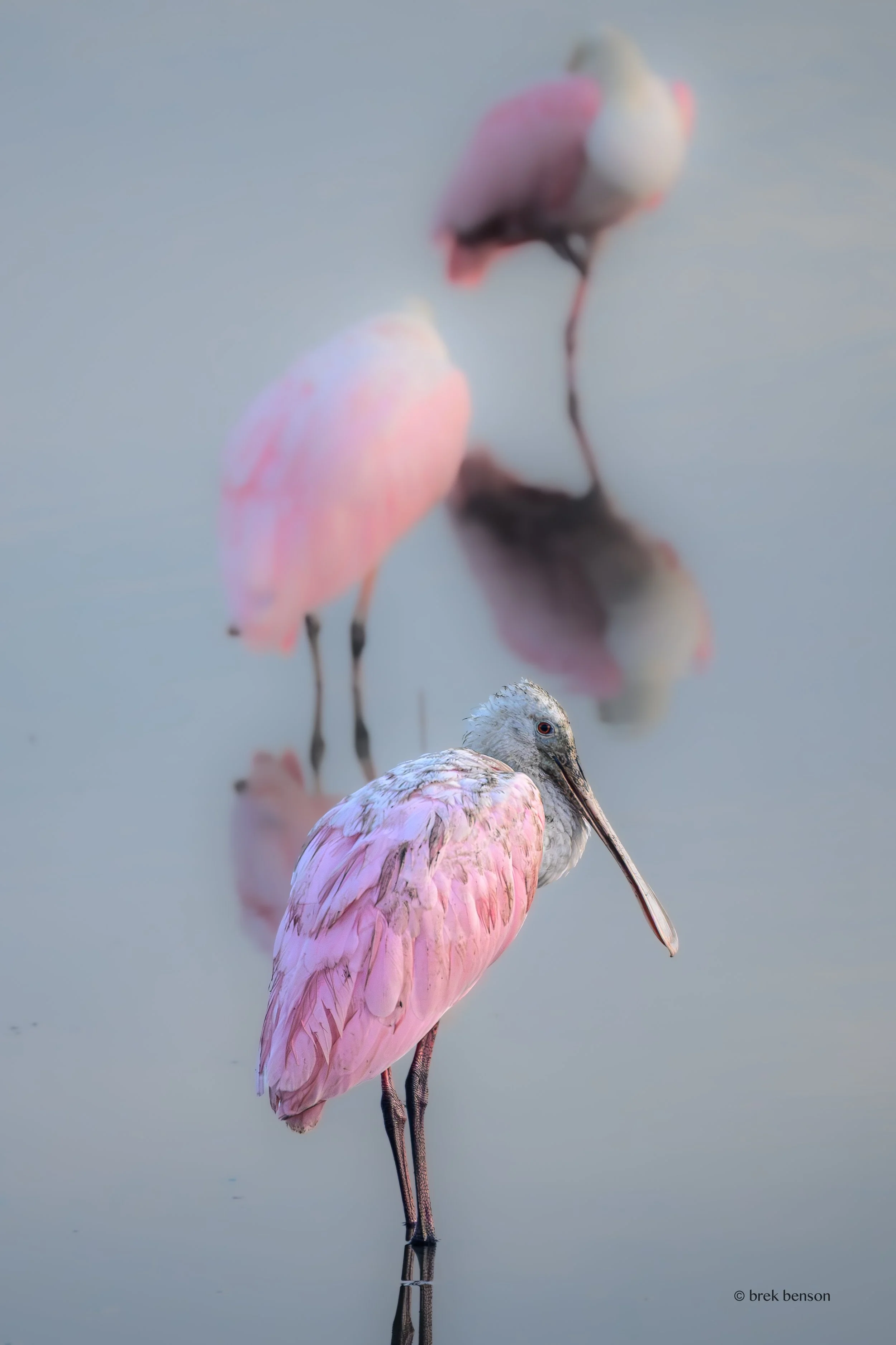 Spoonbill stack Harrington july 2026 300dpi-3.jpg