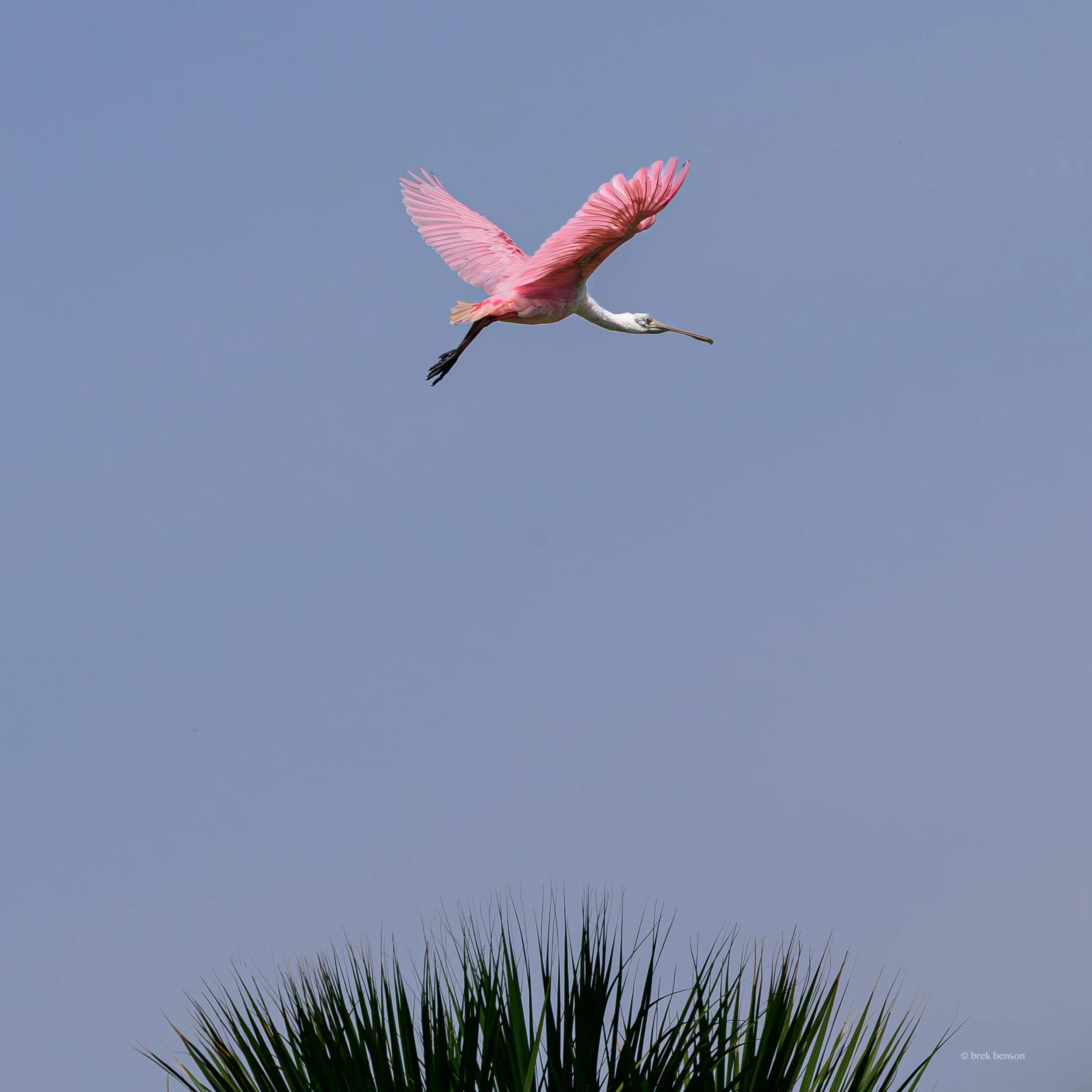 Spoonbill over palm Sea Palms 2026 300dpi.jpg