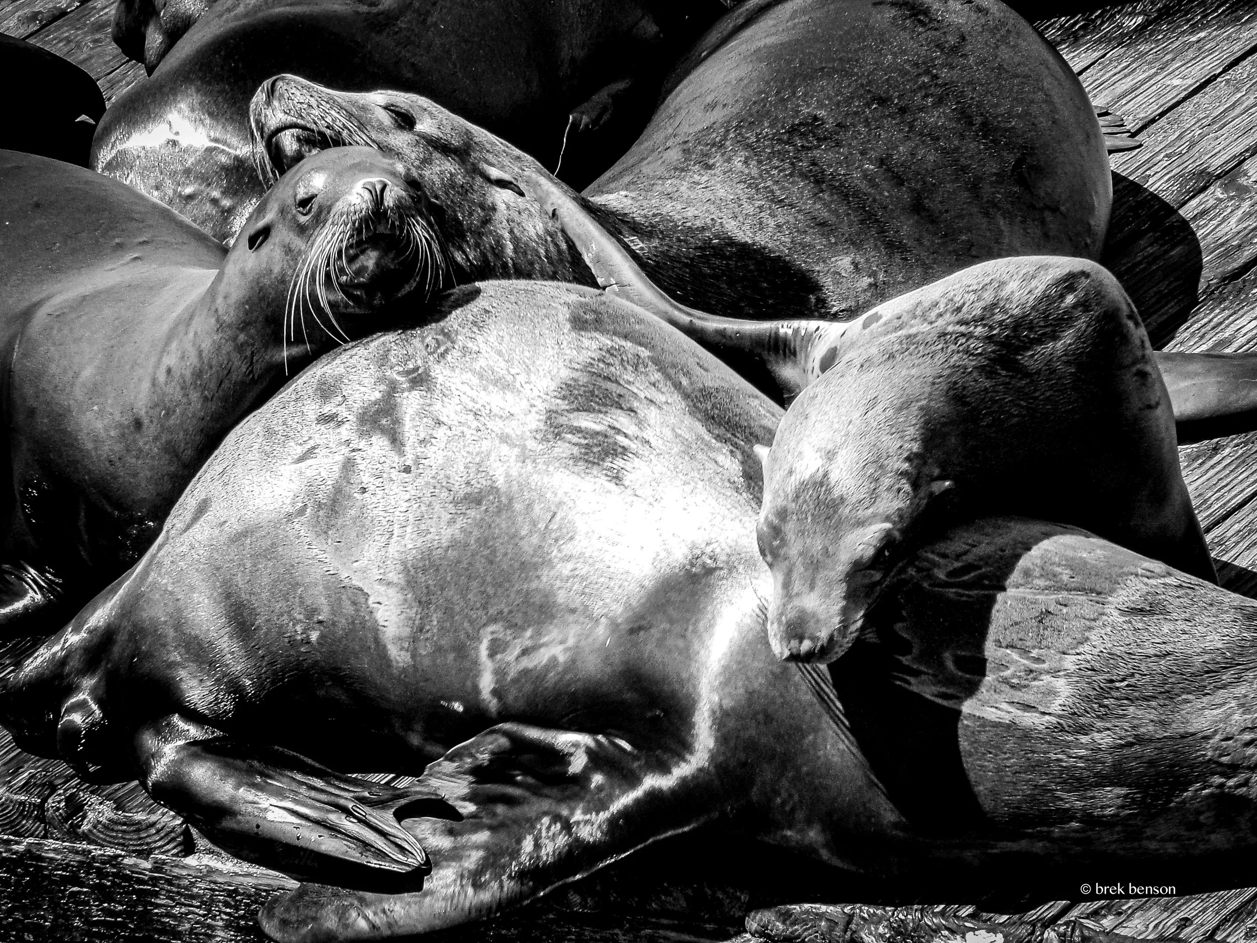 Sea Lions BW 300dpi.jpg