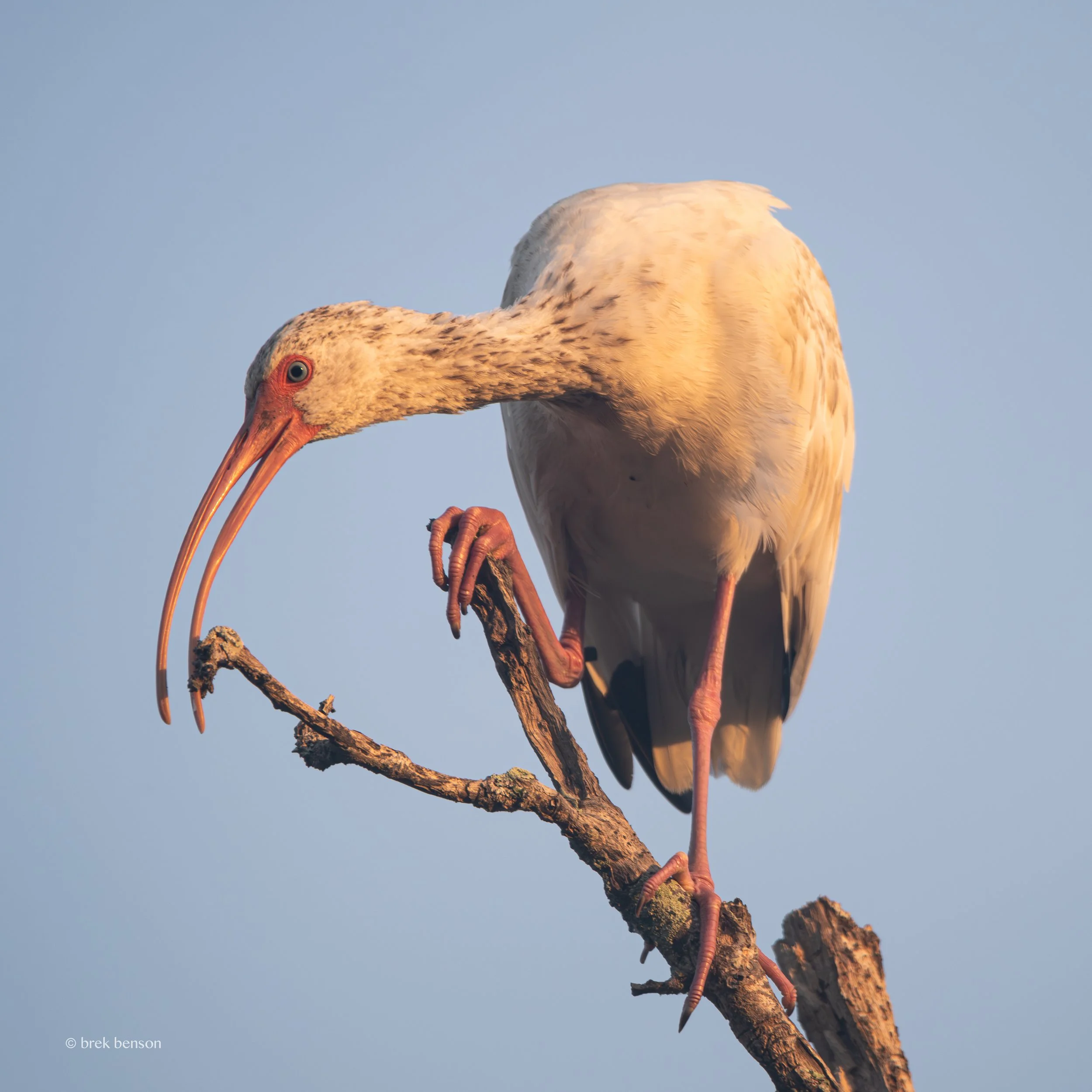 Ibis sunrise LG 300dpi-1.jpg