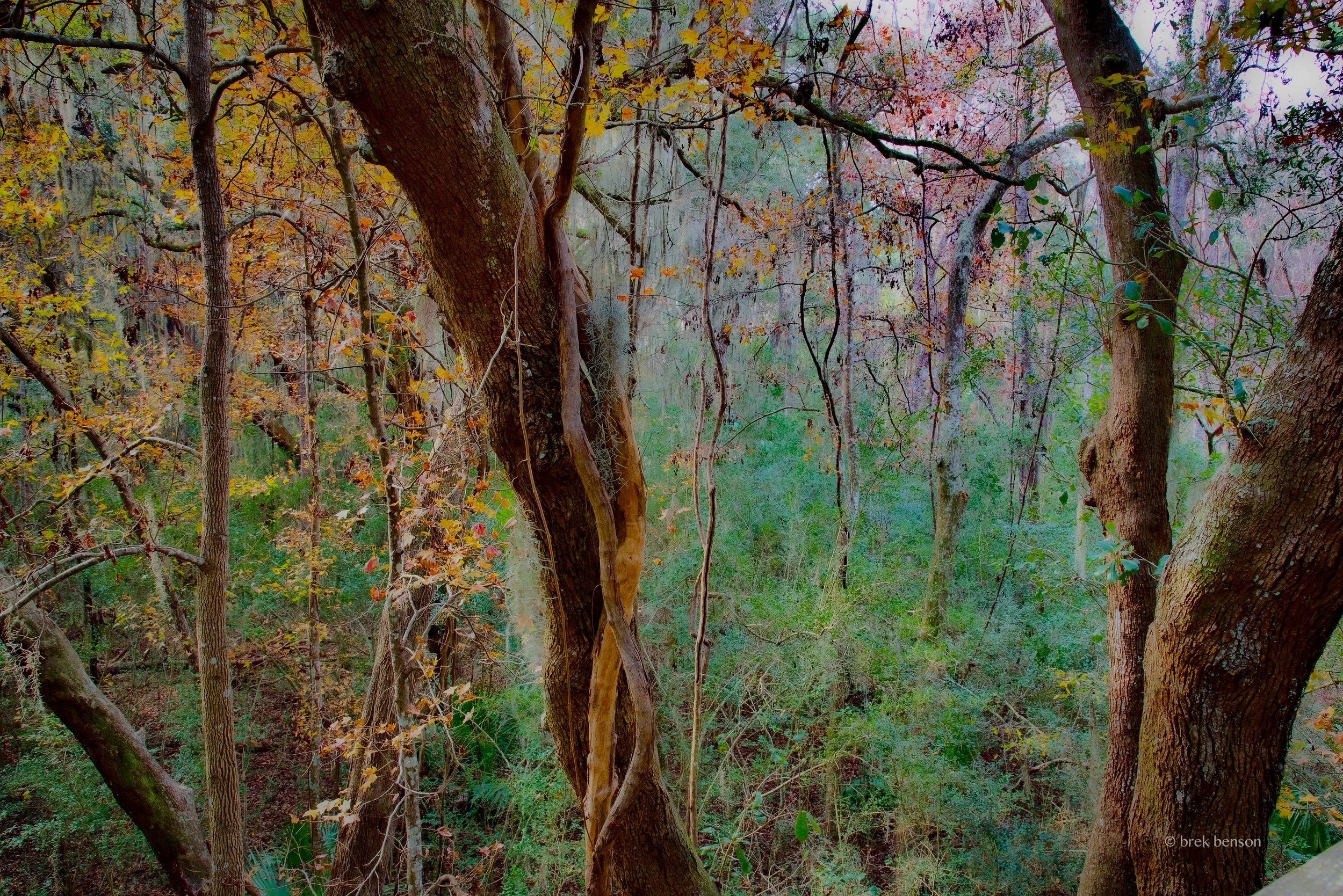 Cannons Point canopy 300dpi.jpg