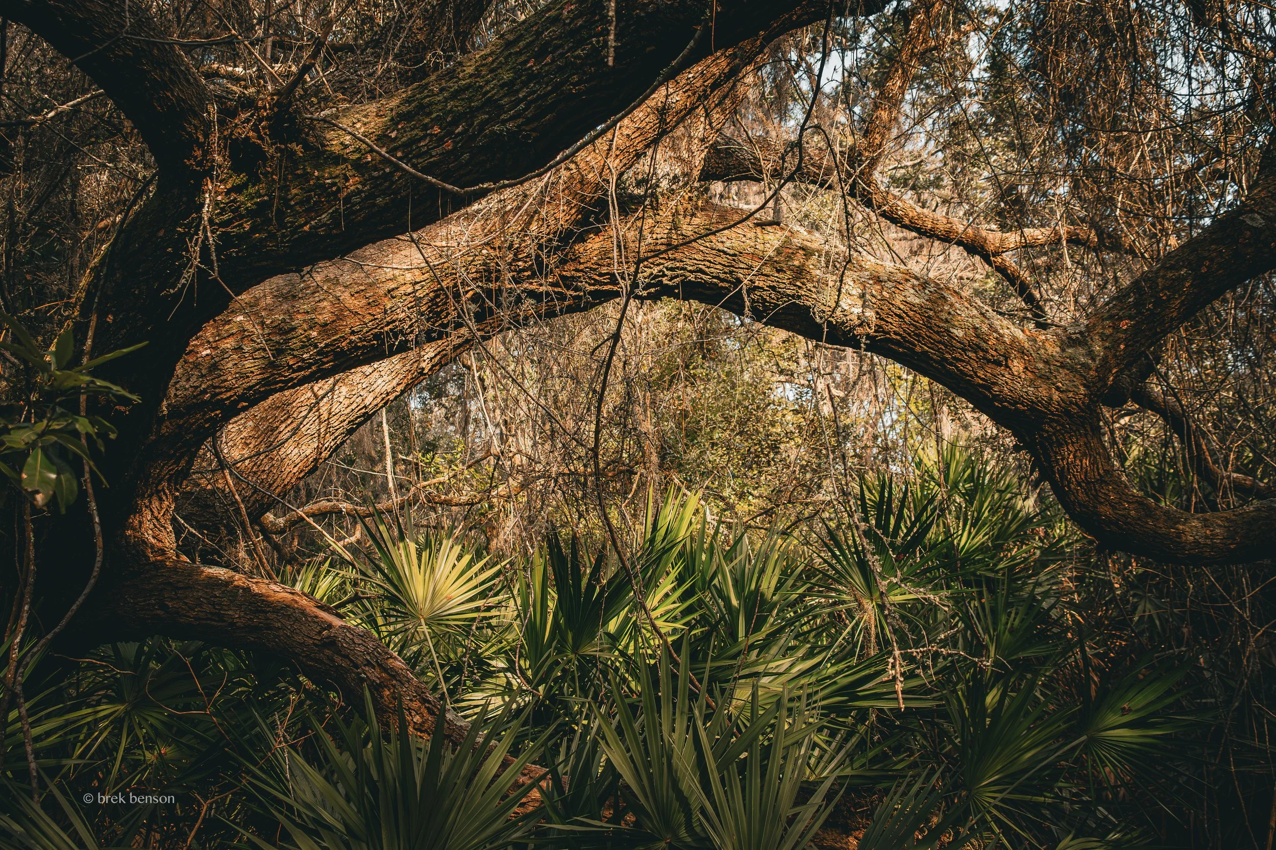 Jekyll Maritime Woodlands 300dpi.jpg