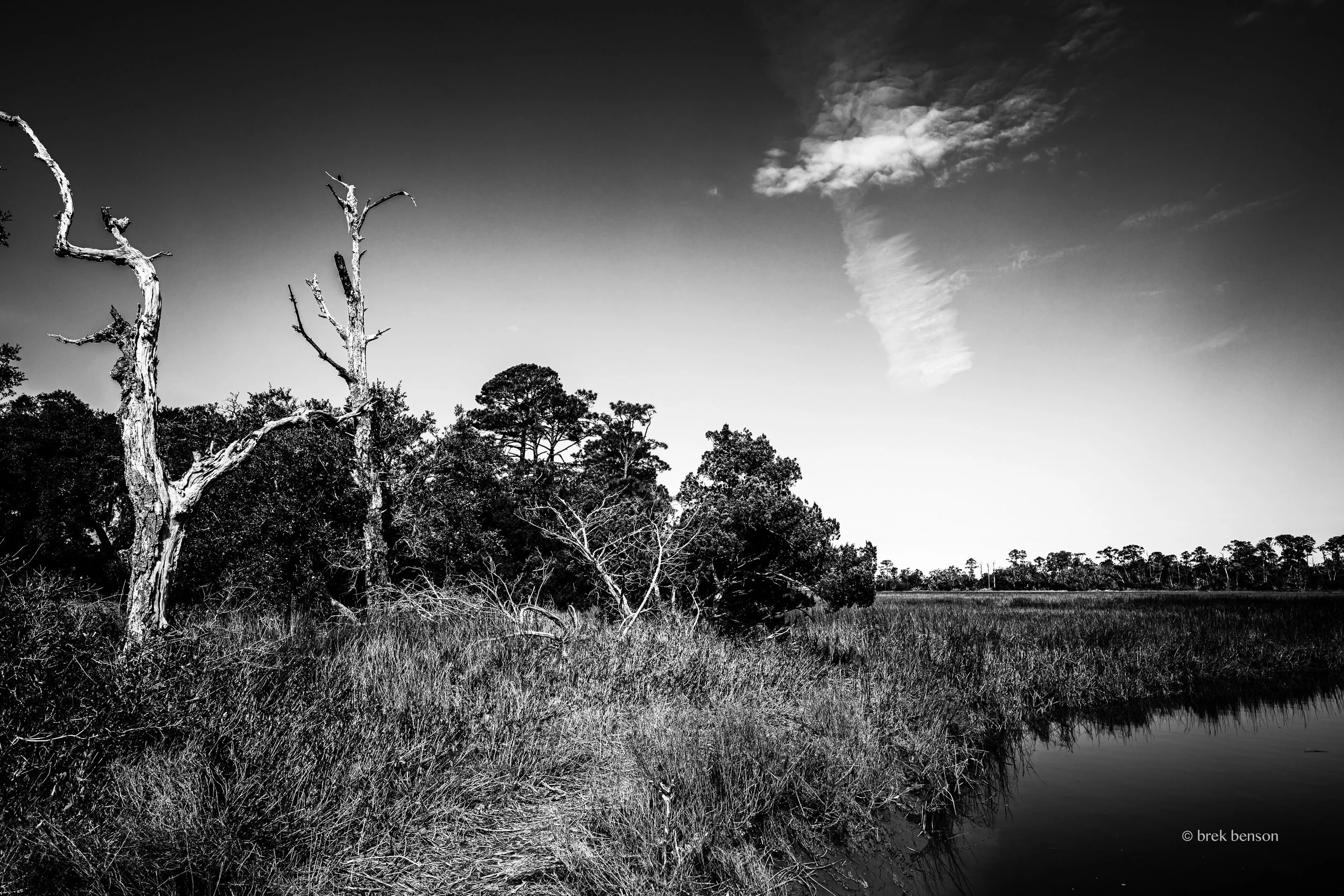 BW trees amd creek Jekyll  LG 300dpi.jpg