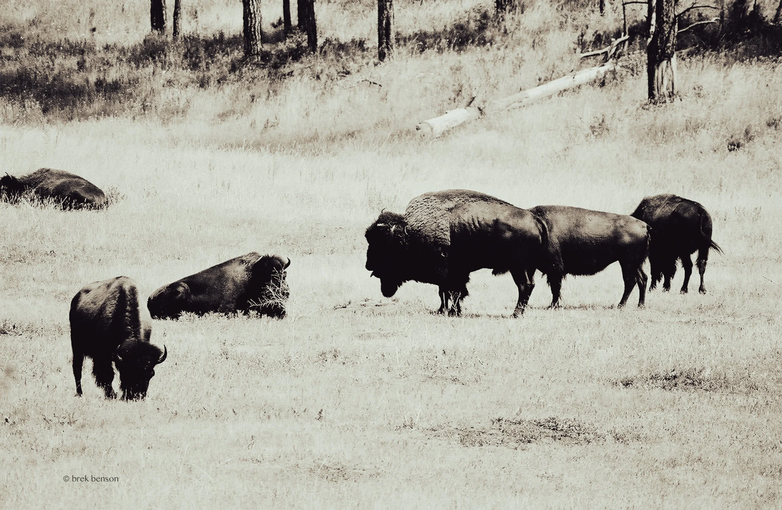 Buffalo silvertone 300dpi-1.jpg