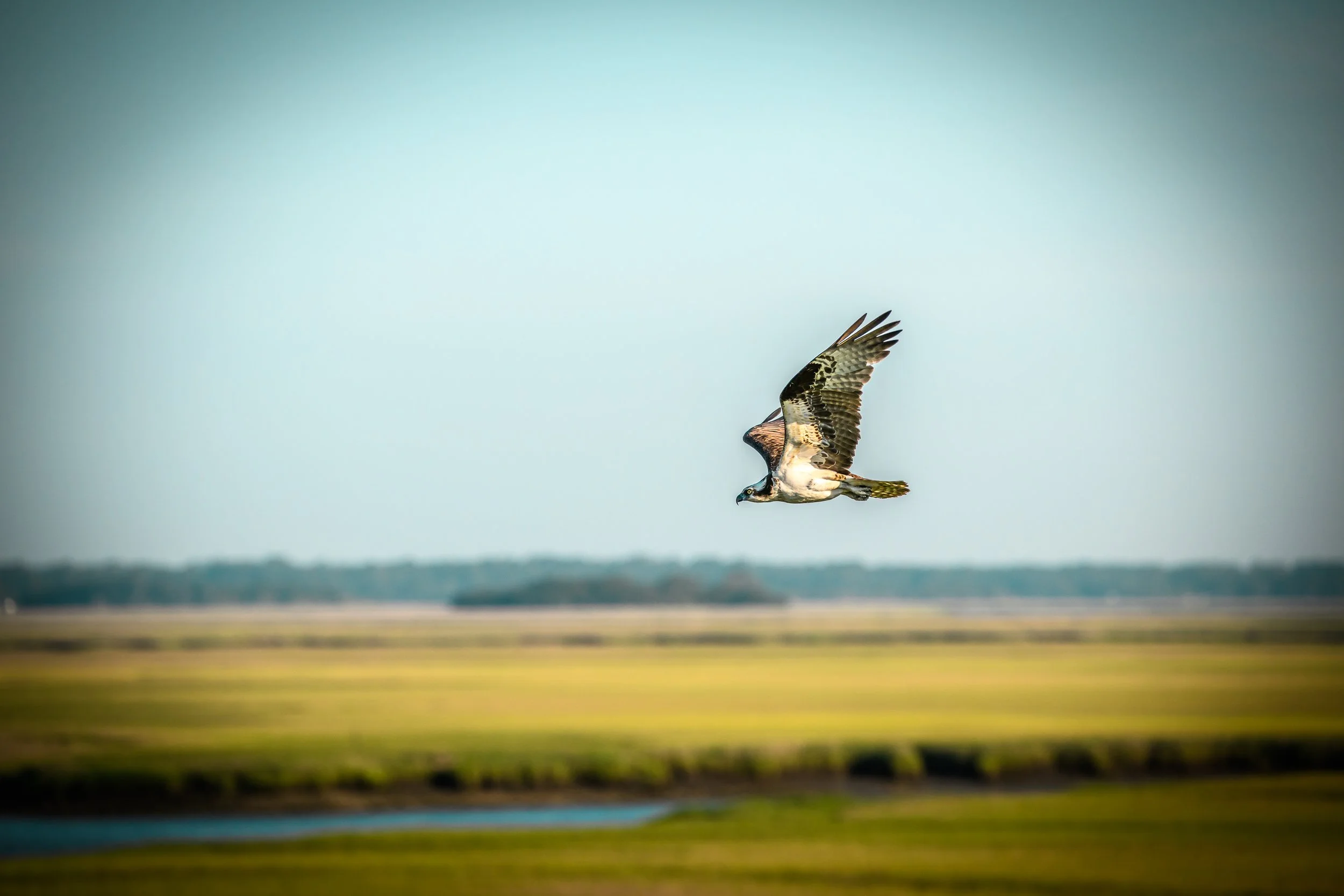 Osprey marsh flight  LG 300dpi .jpg