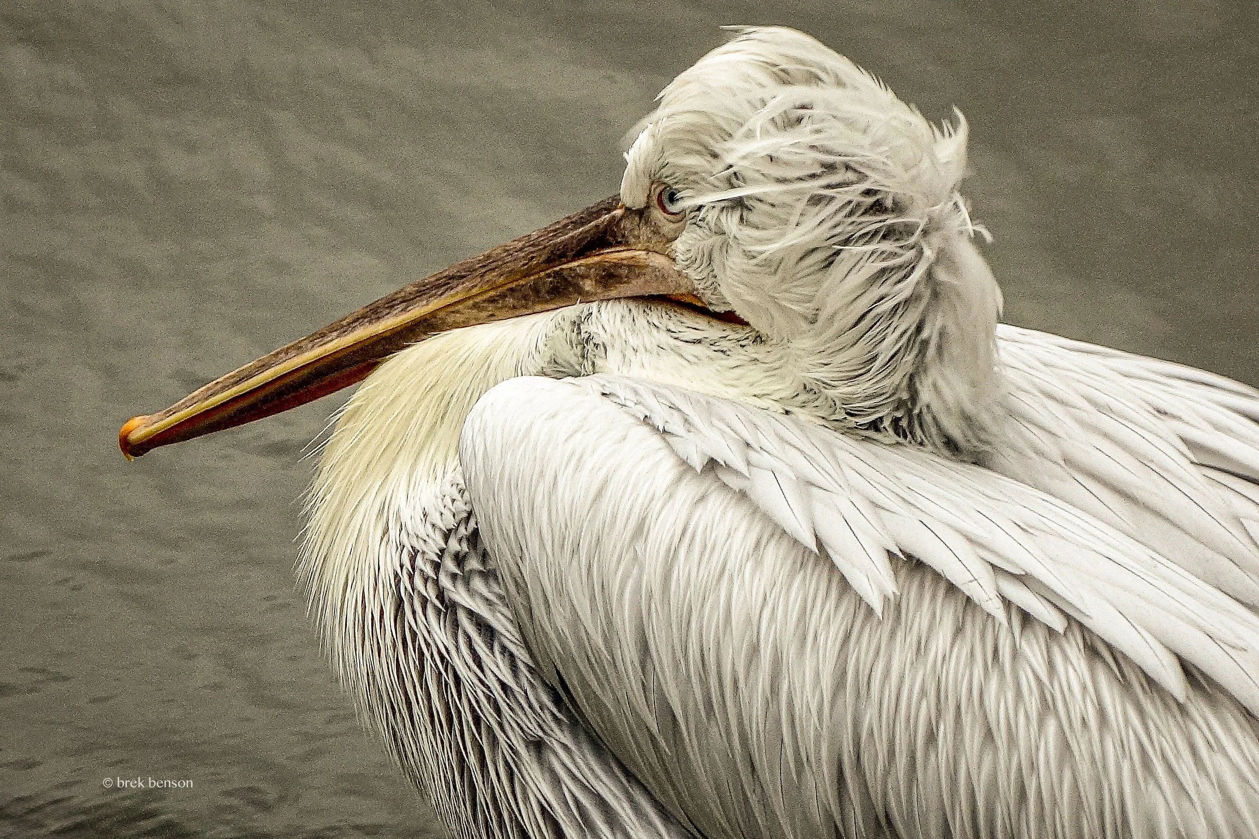Dalmation Pelican Copenhagen 300dpi.jpg