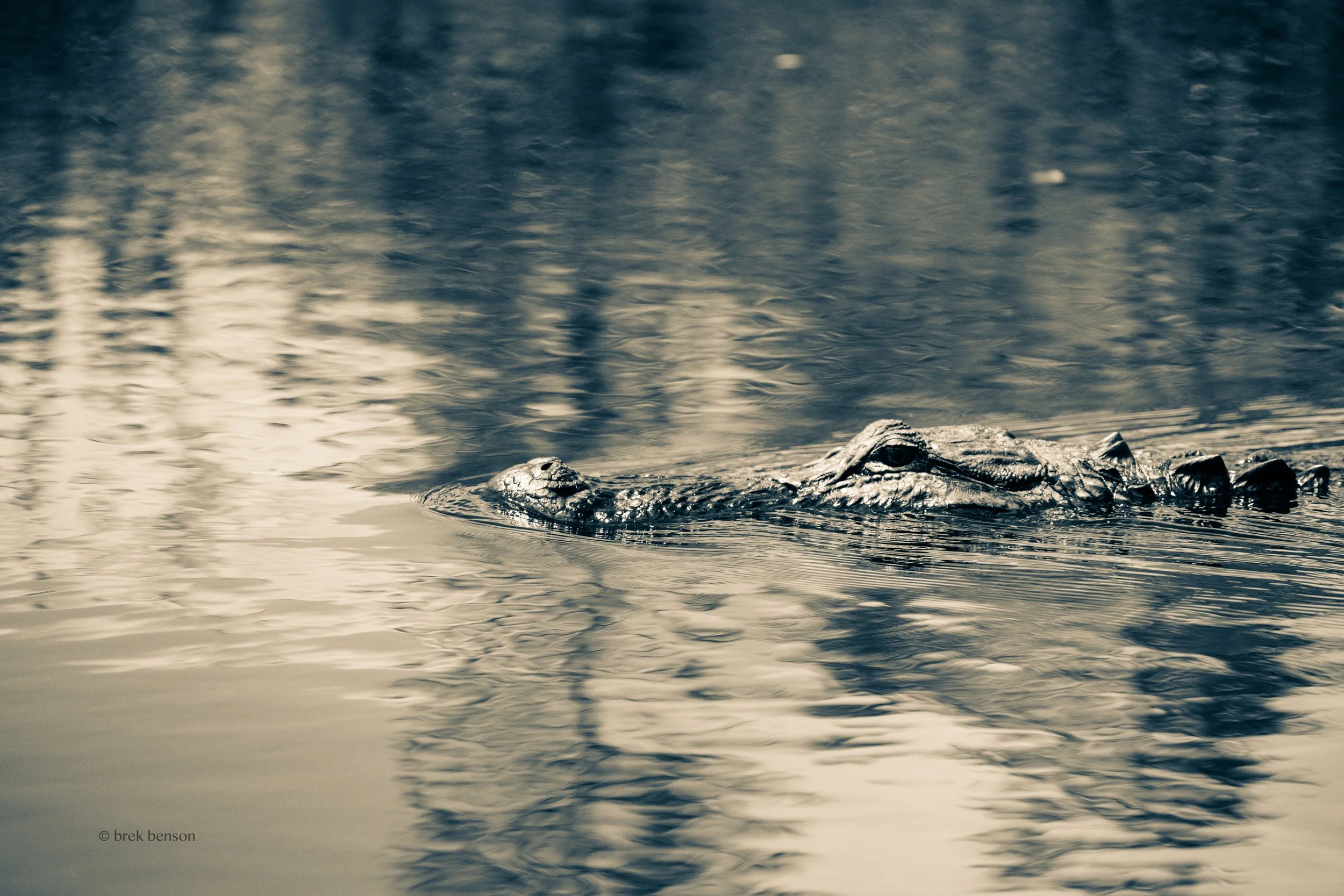 Gator monochrome LG 300dpi.jpg