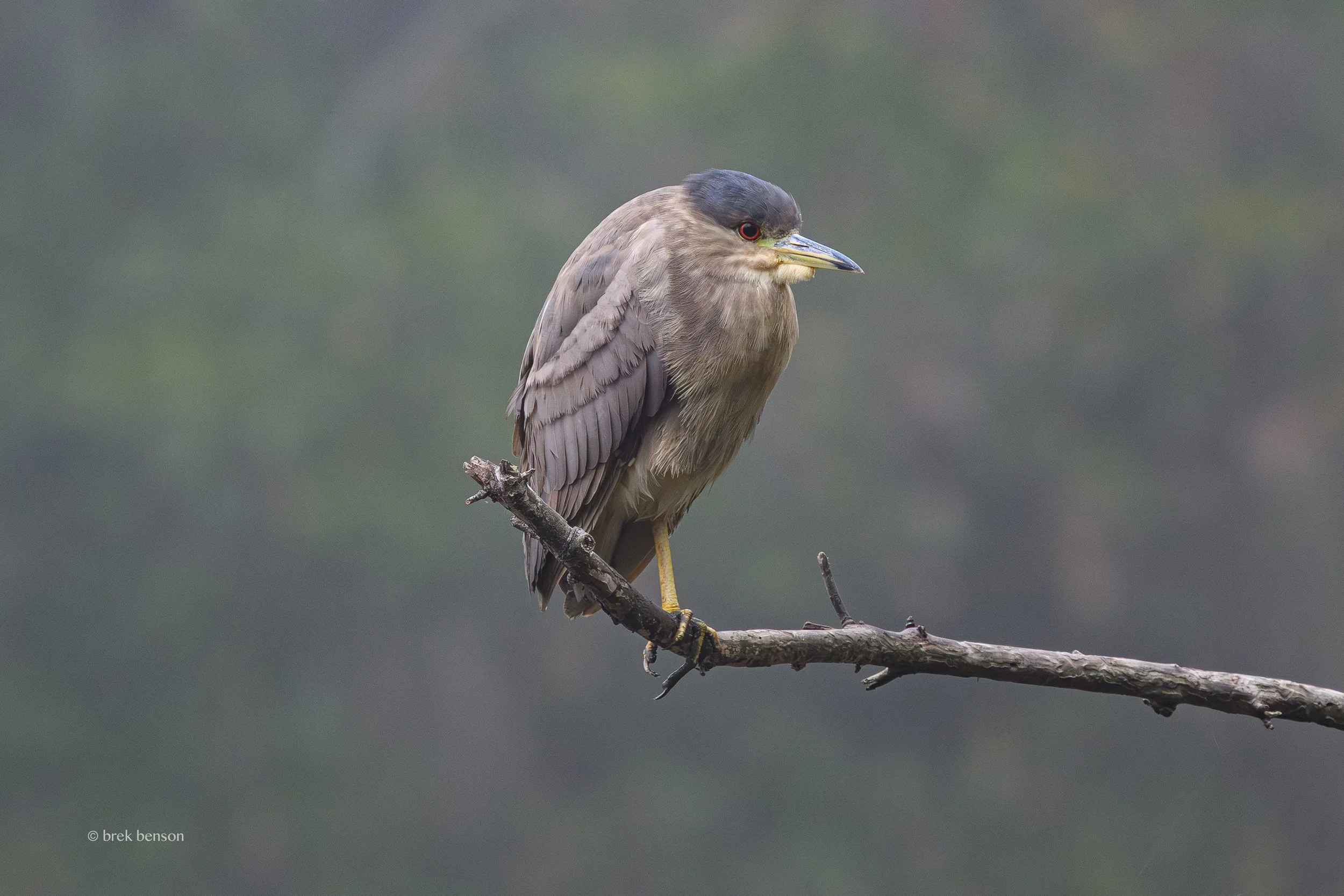 Black Crowned Night Heron single branch LG 300dpi.jpg