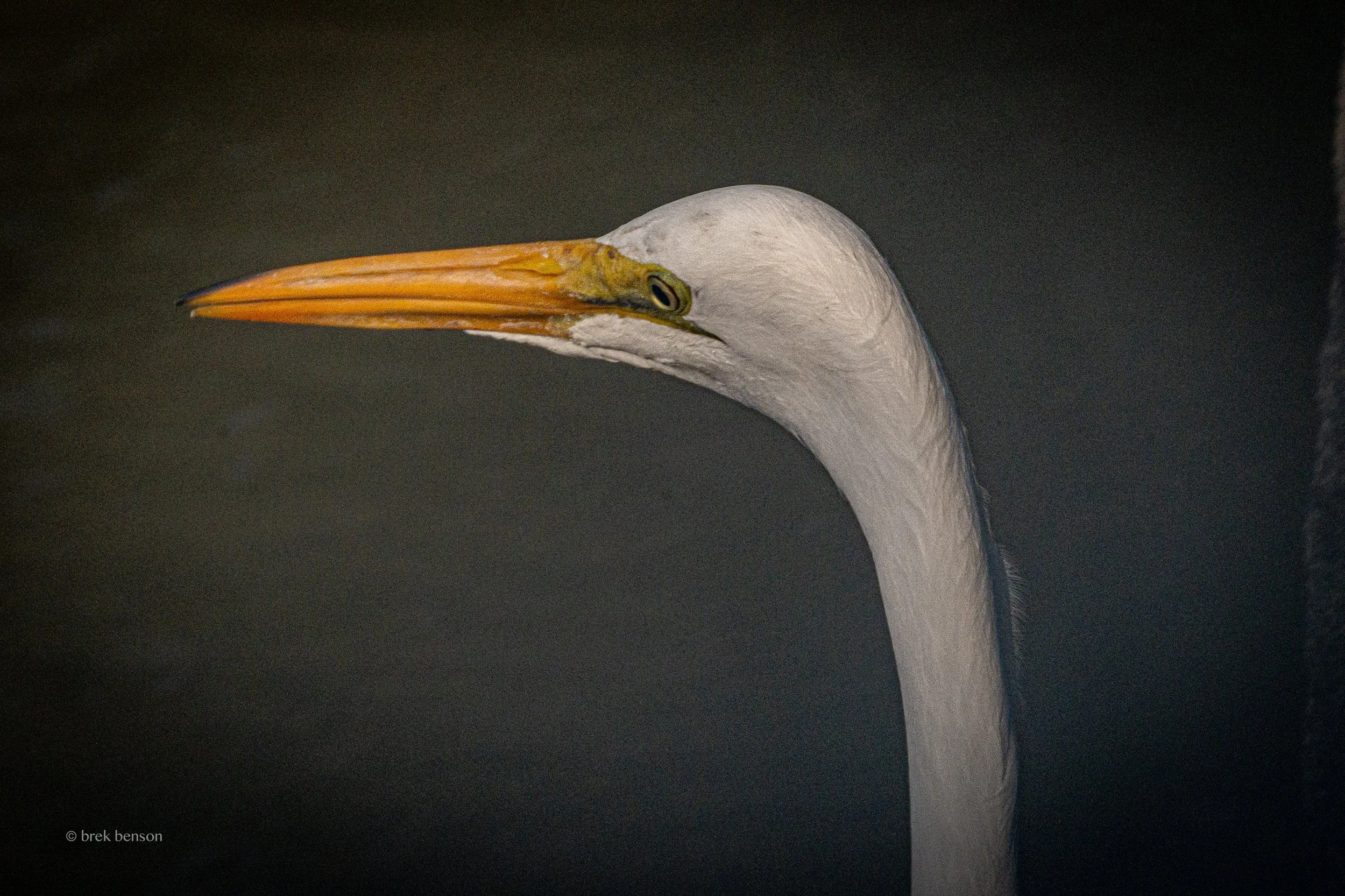 Great White Egreat moody head shot LG 300dpi.jpg