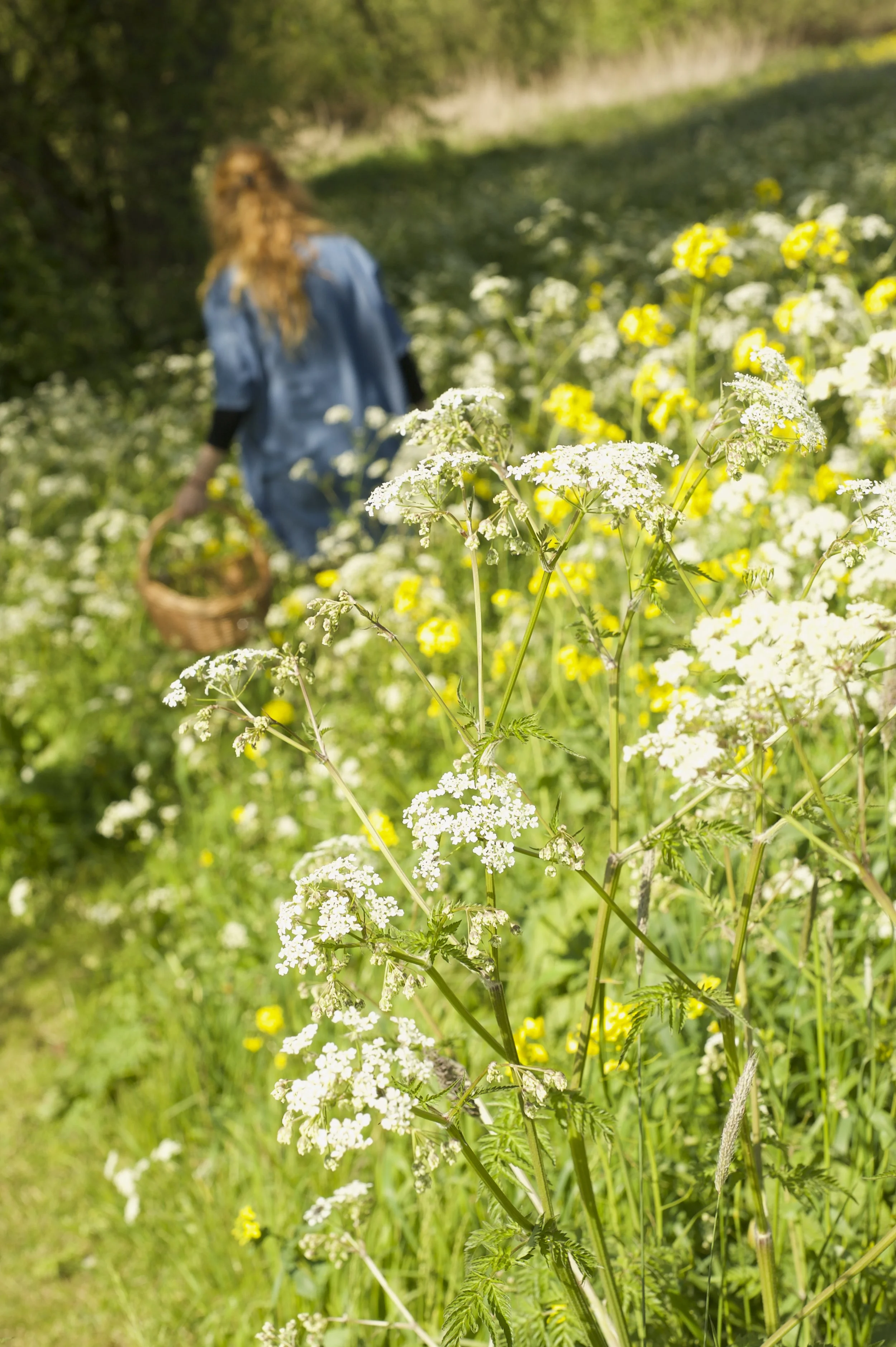 29 maart Workshop lentedetox met wildplukken en yoga/chi kung les