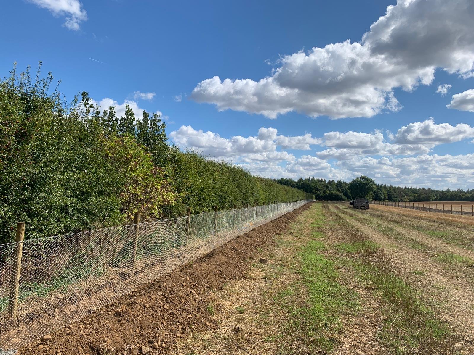 Rabbit Fencing