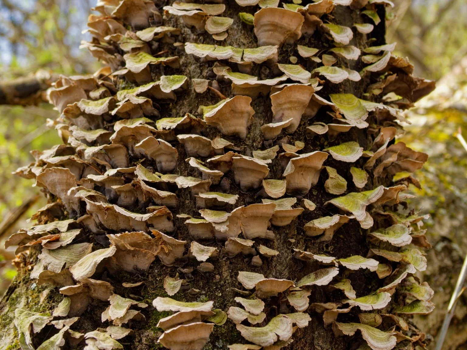 Wood Ear