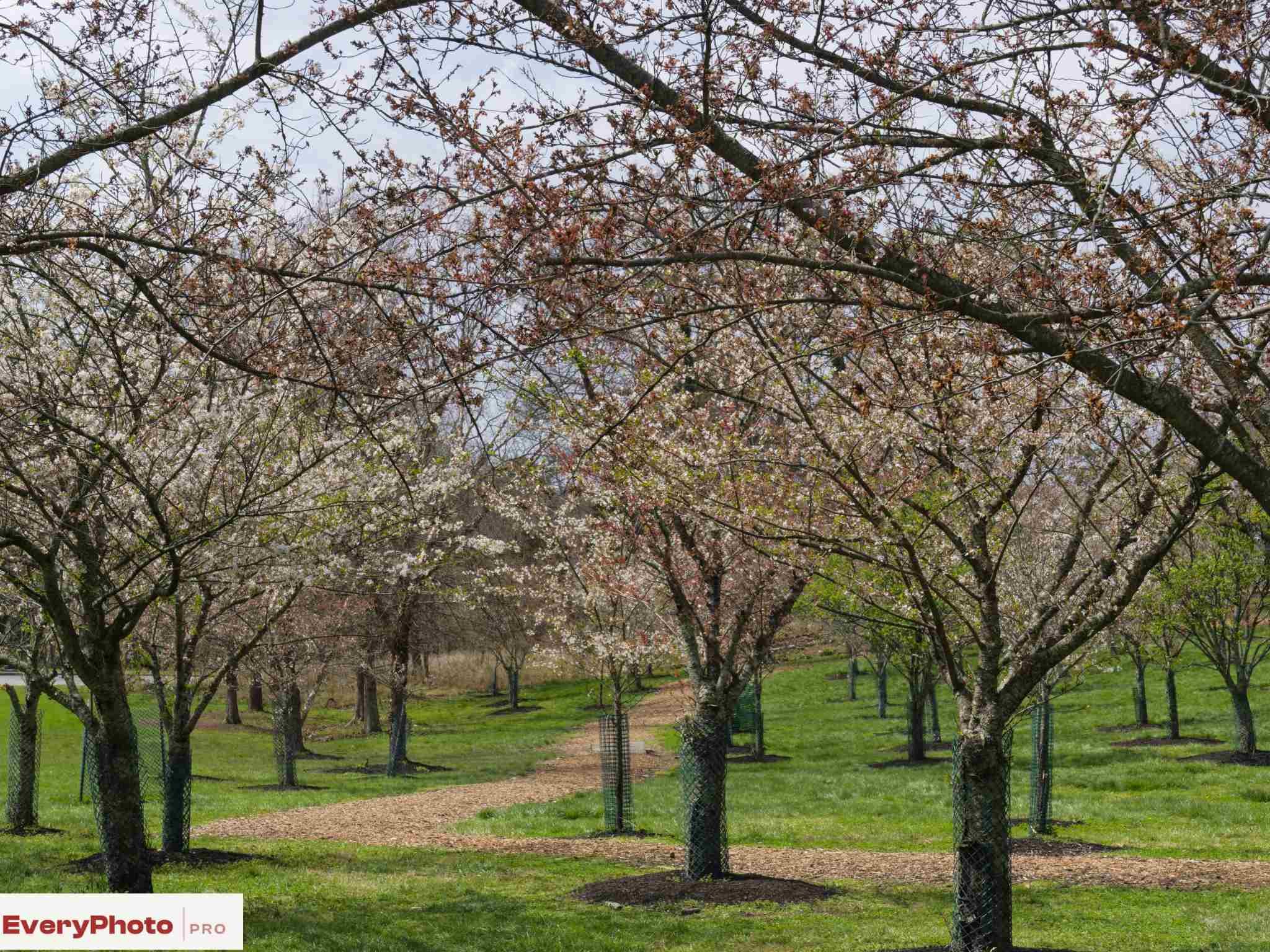 🌸 Cherry Blossom Magic at Ault Park | Cincinnati, Ohio | Spring