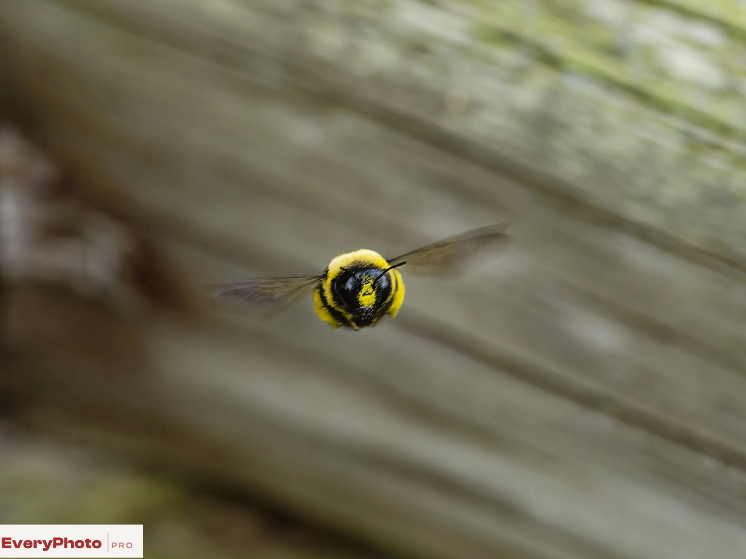 Bees in Flight: My First Time Testing the OM‑1