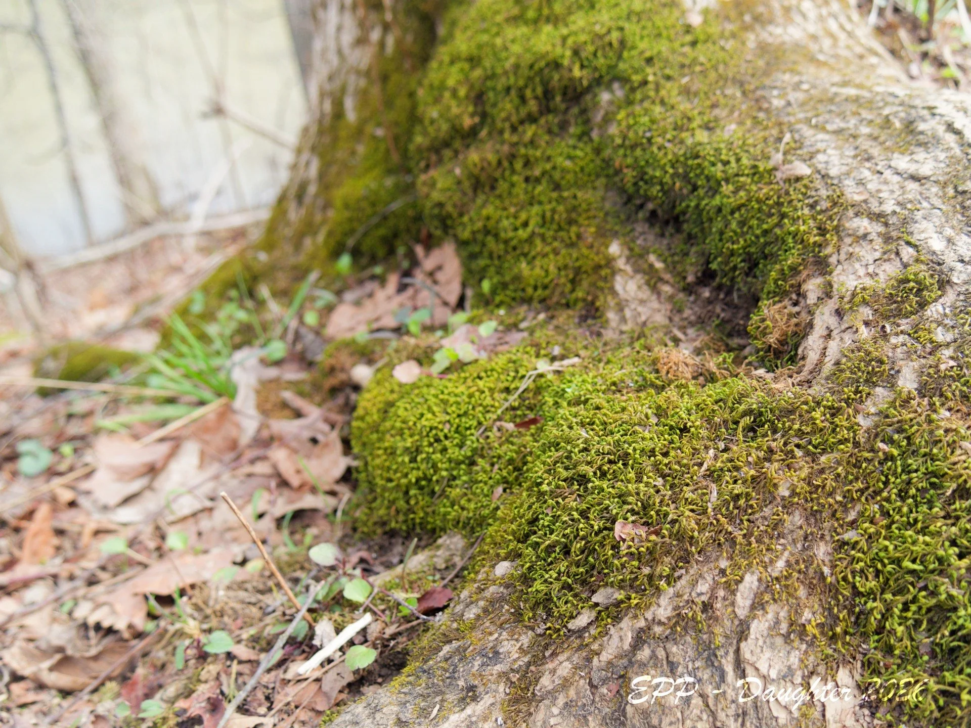 Daughter Shot Mossy Tree