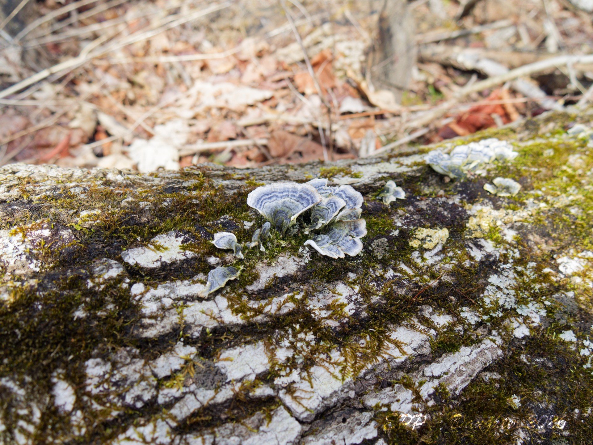 Fungi on tree - Daughter Shot