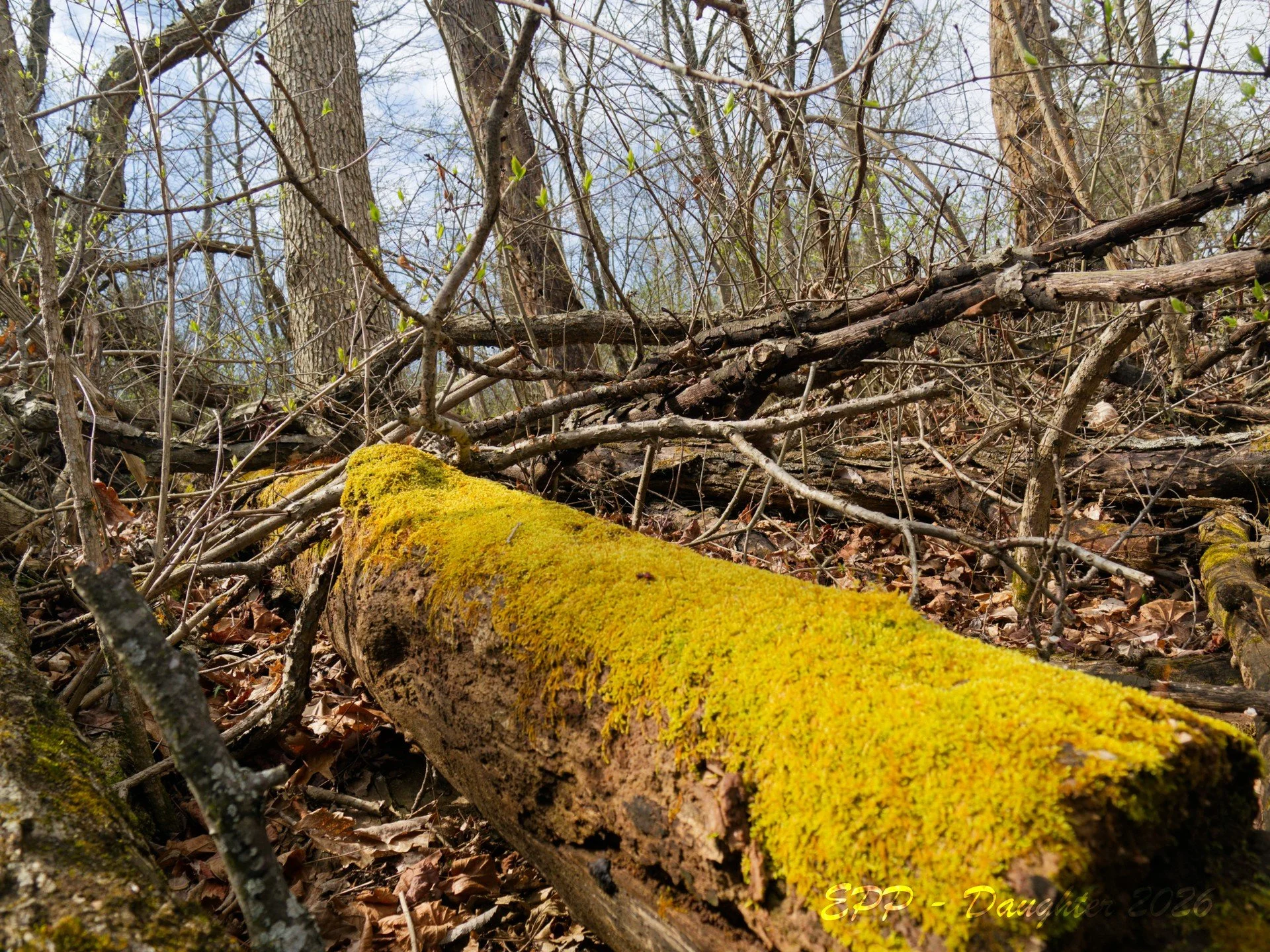 Mossy Log - Daughter Shot