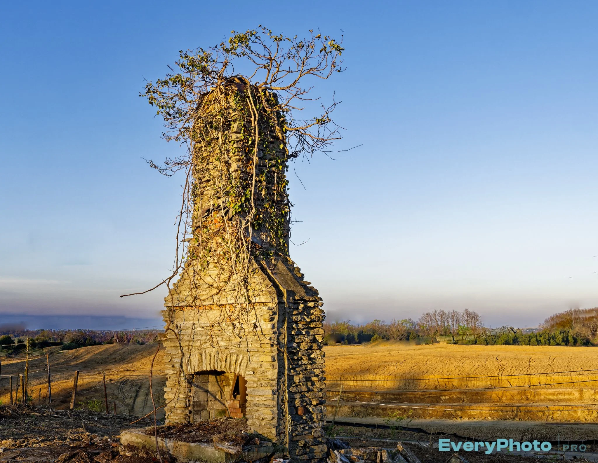 Chimney with a tree coming out of its flue