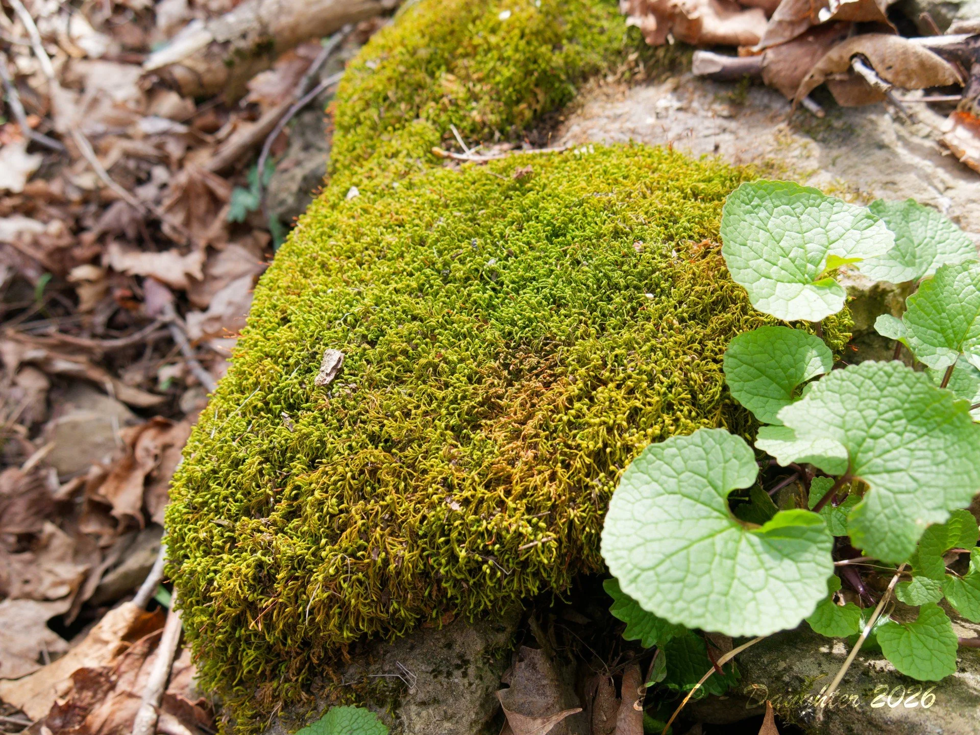 Mossy Stump